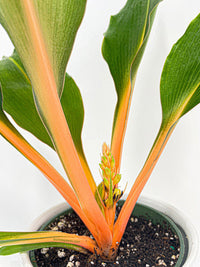 Chlorophytum 'Fire Flash' Green Orange Spider Plant - Bumble Plants