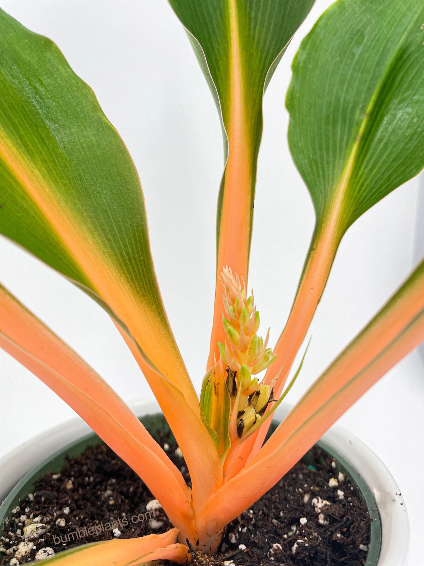 Chlorophytum 'Fire Flash' Green Orange Spider Plant - Bumble Plants