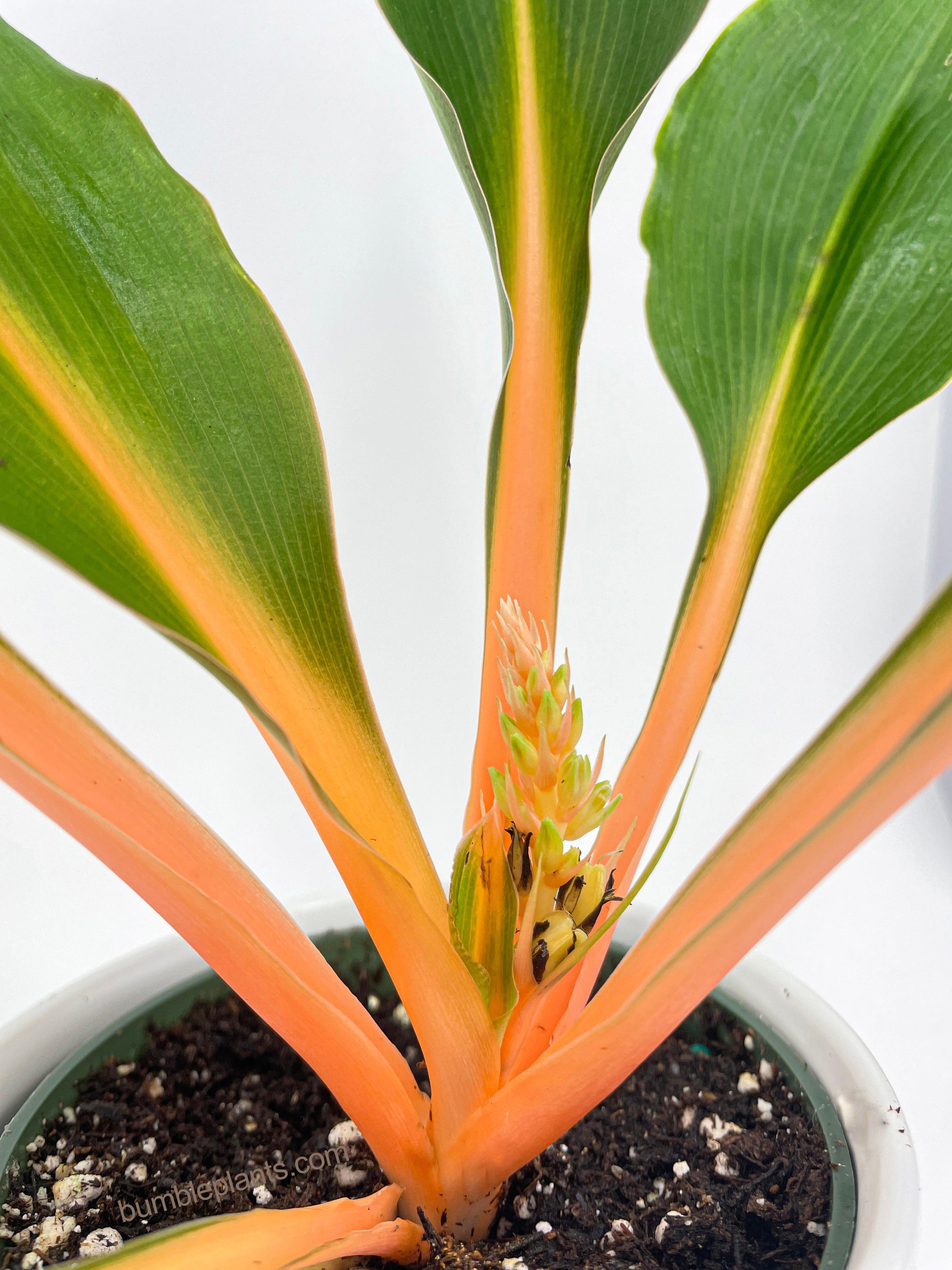 Chlorophytum 'Fire Flash' Green Orange Spider Plant - Bumble Plants