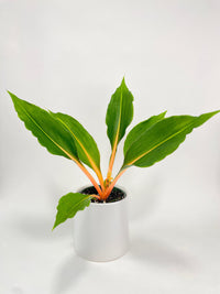 Chlorophytum 'Fire Flash' Green Orange Spider Plant - Bumble Plants
