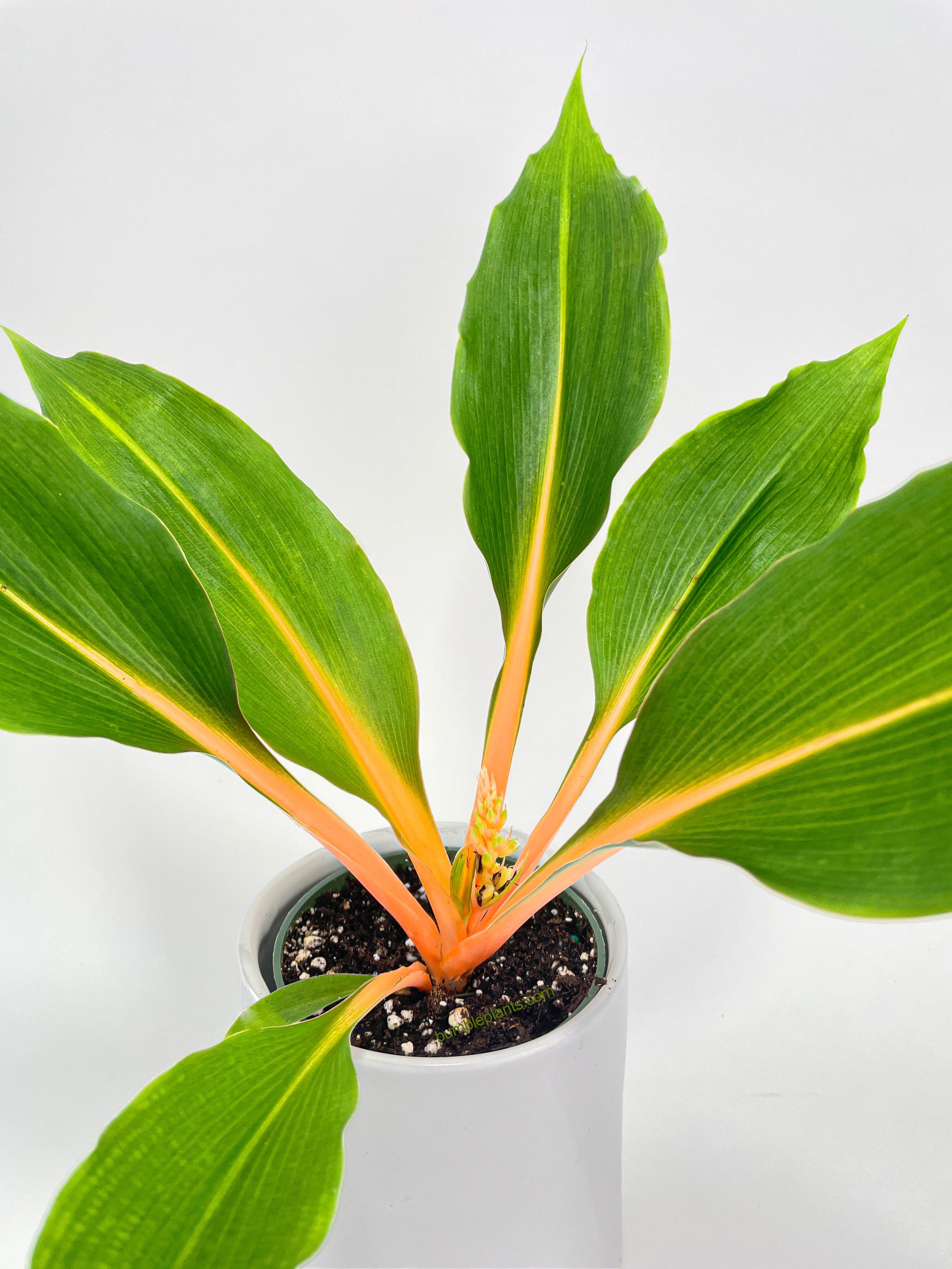 Chlorophytum 'Fire Flash' Green Orange Spider Plant - Bumble Plants