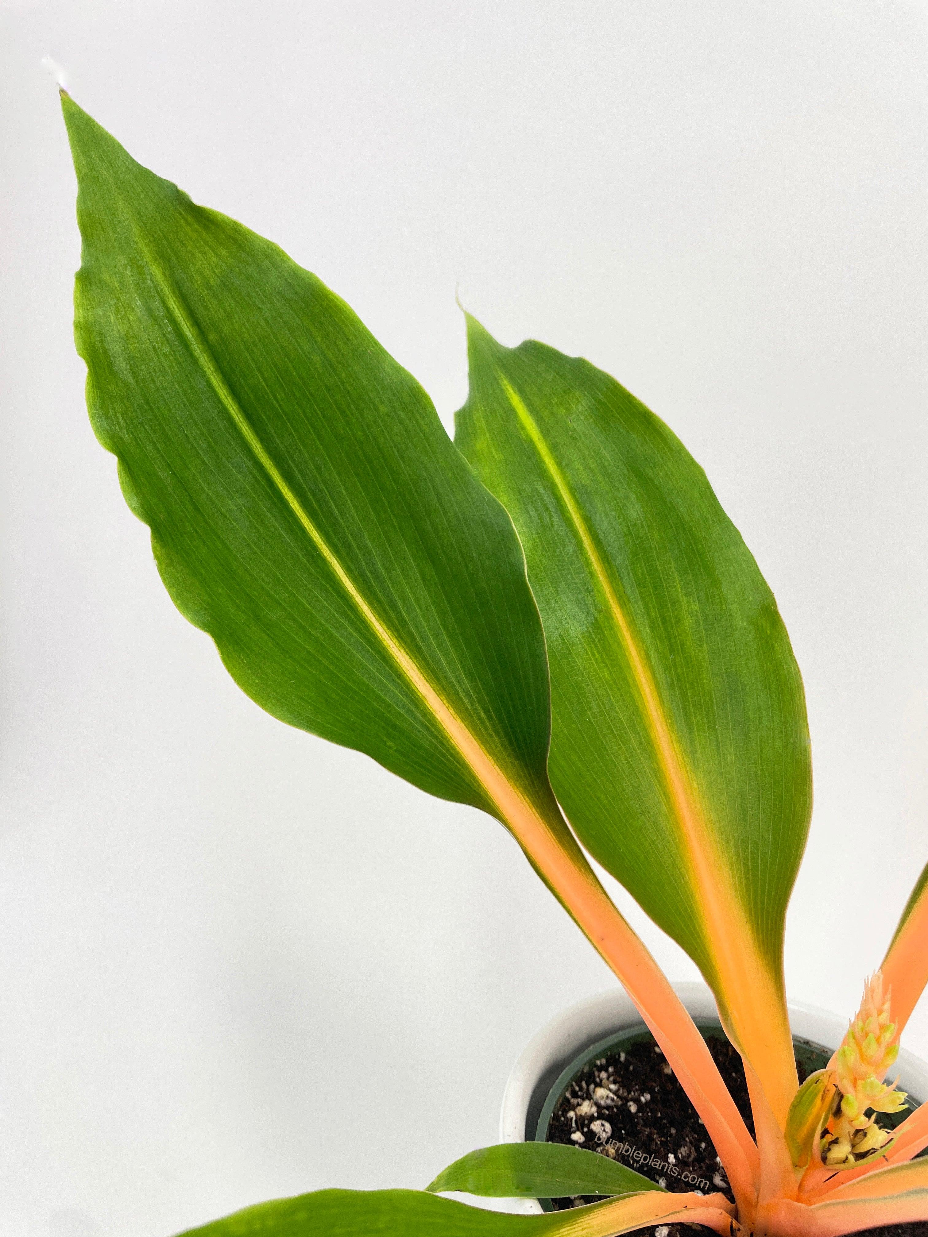 Chlorophytum 'Fire Flash' Green Orange Spider Plant - Bumble Plants