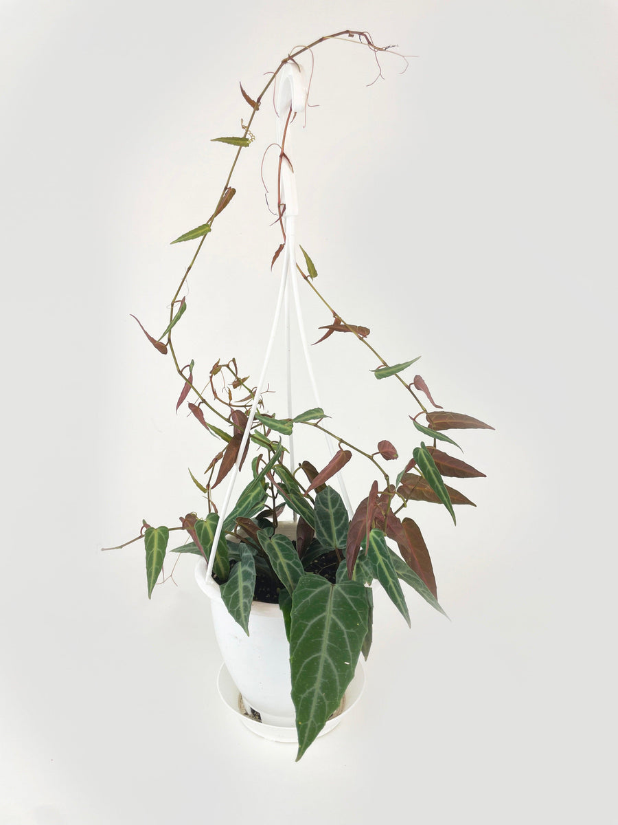 Cissus Amazonica - Bumble Plants