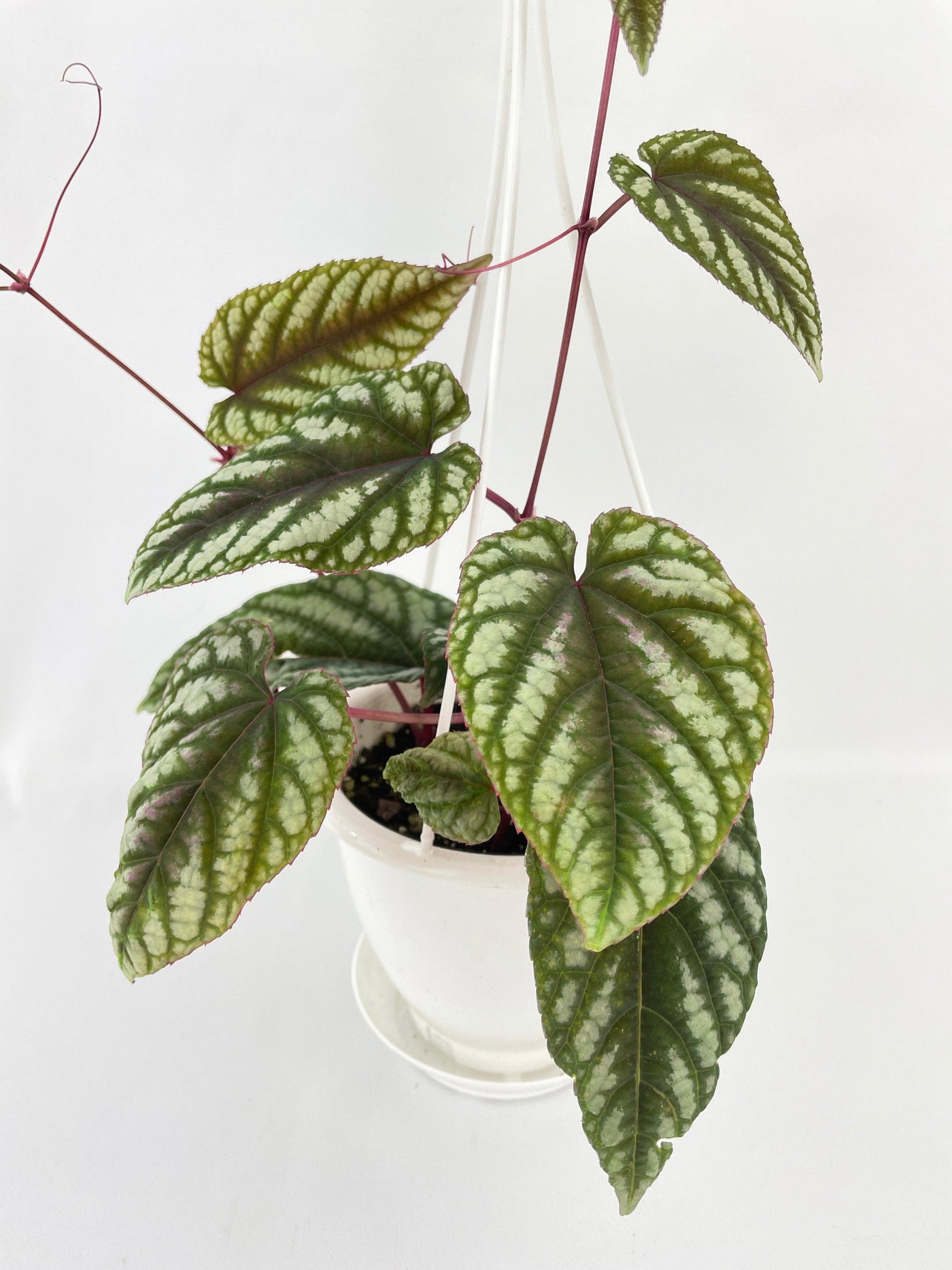 Cissus Discolor - Bumble Plants