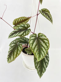 Cissus Discolor - Bumble Plants
