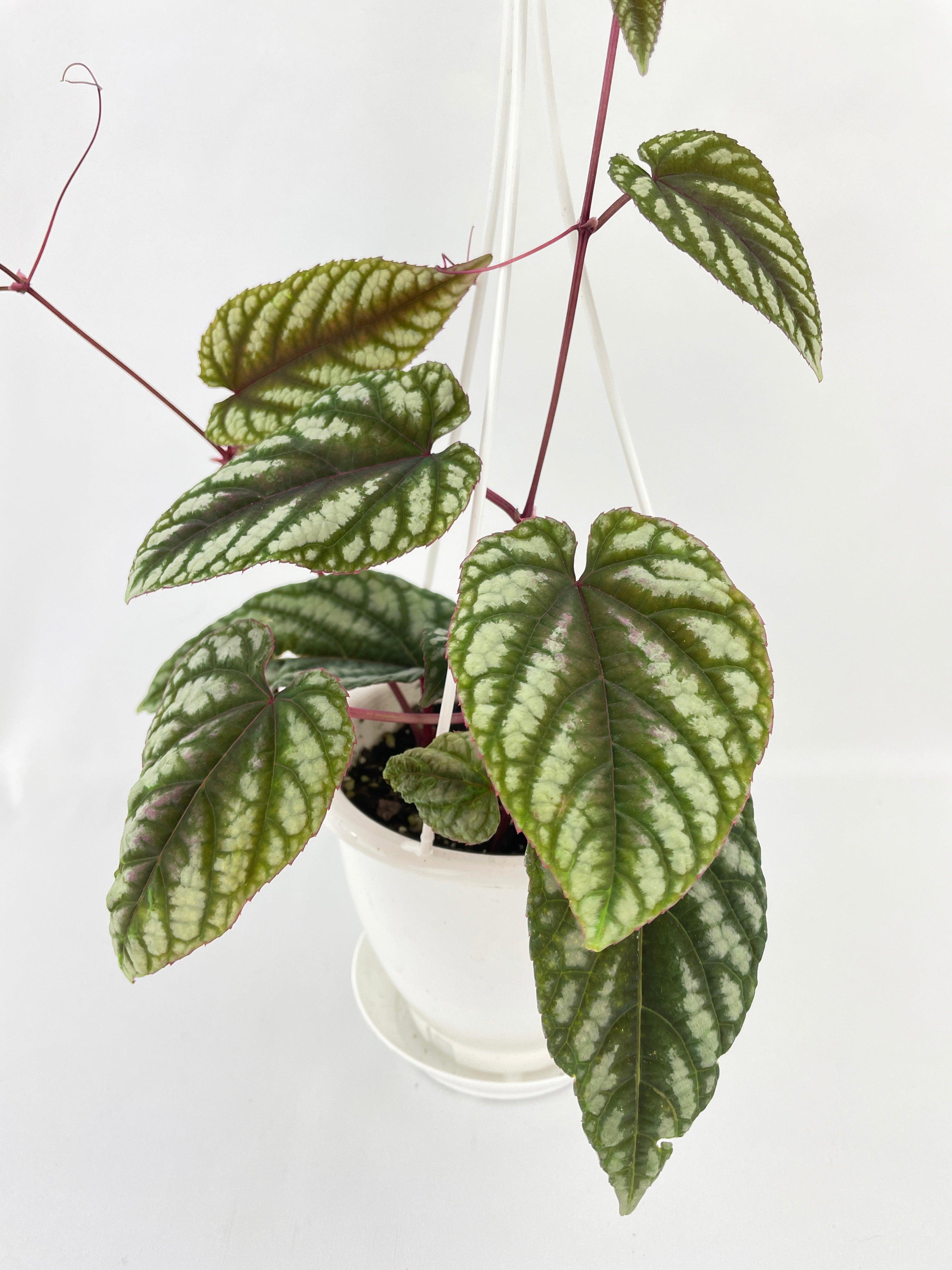 Cissus Discolor - Bumble Plants