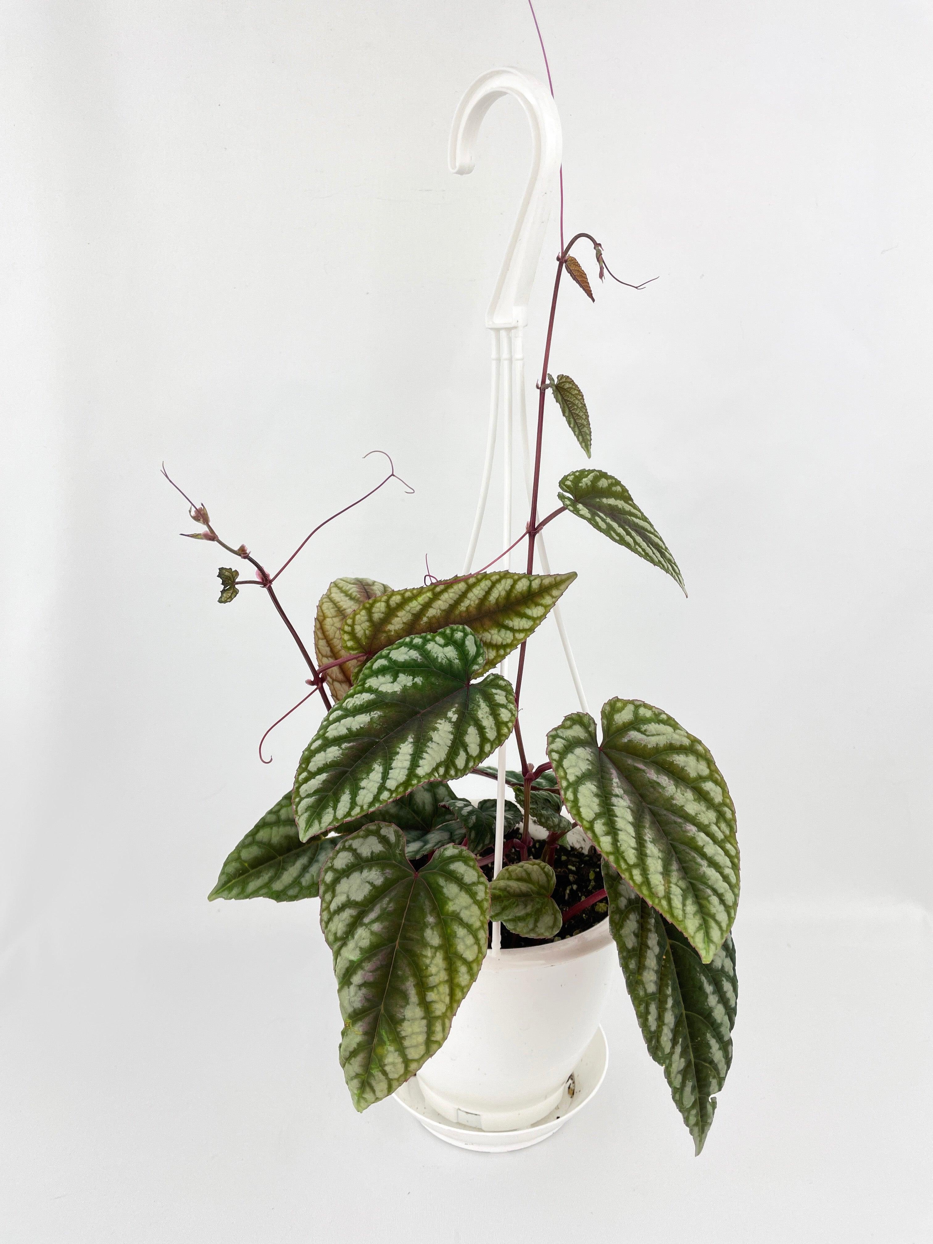 Cissus Discolor - Bumble Plants