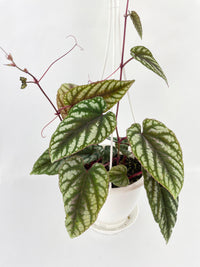 Cissus Discolor - Bumble Plants