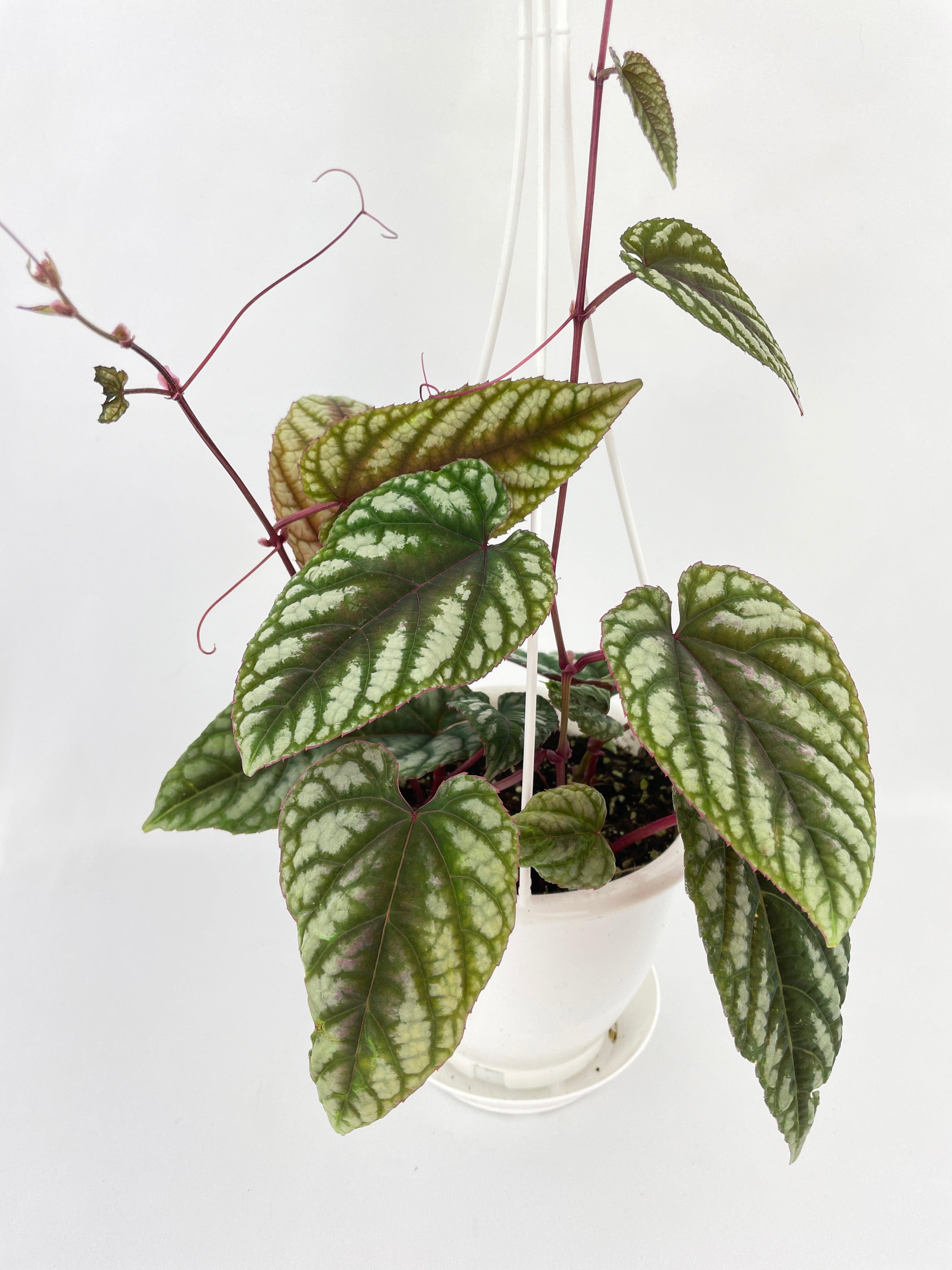 Cissus Discolor - Bumble Plants