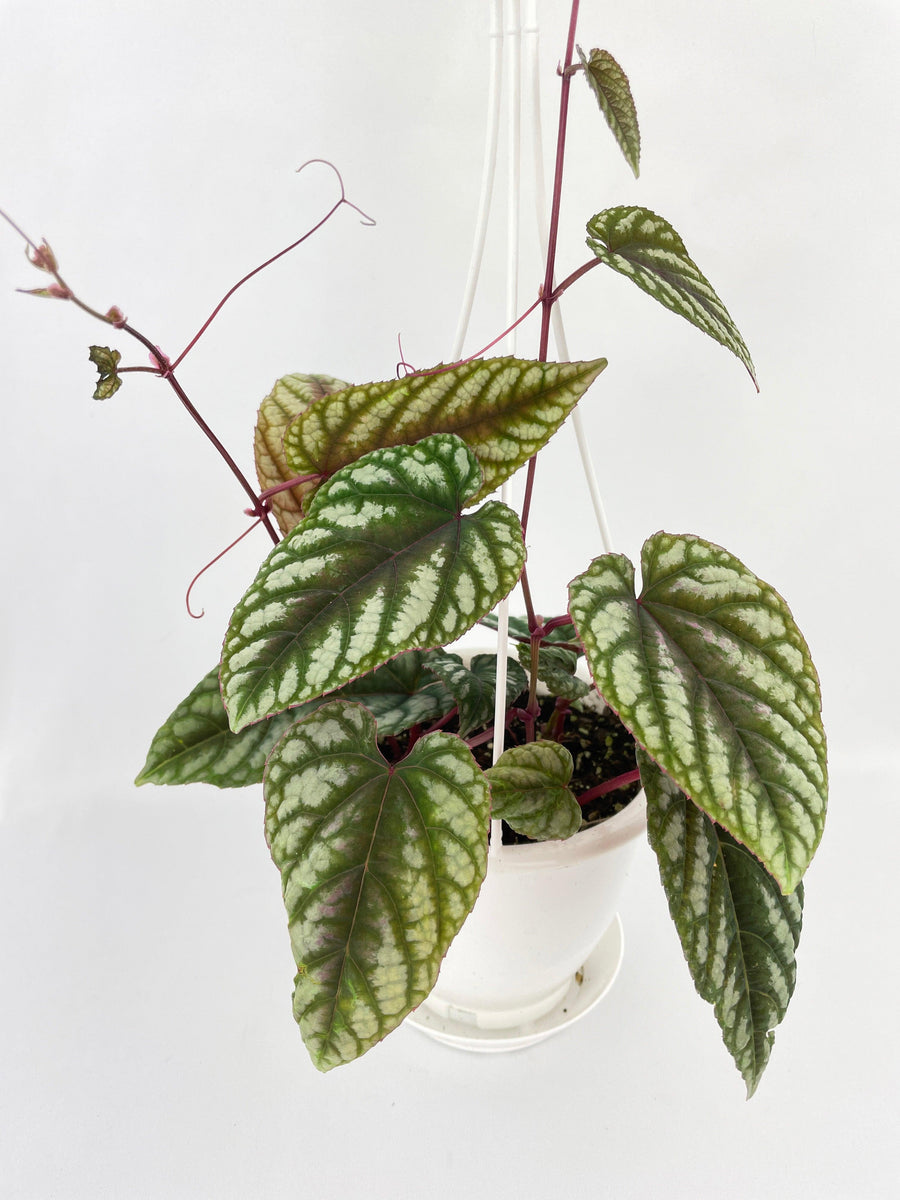 Cissus Discolor - Bumble Plants