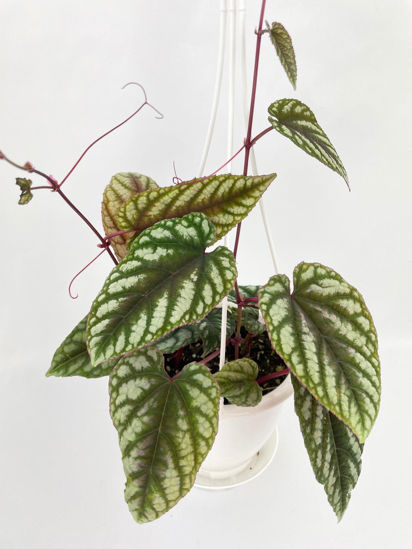 Cissus Discolor - Bumble Plants
