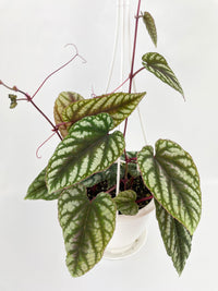 Cissus Discolor - Bumble Plants