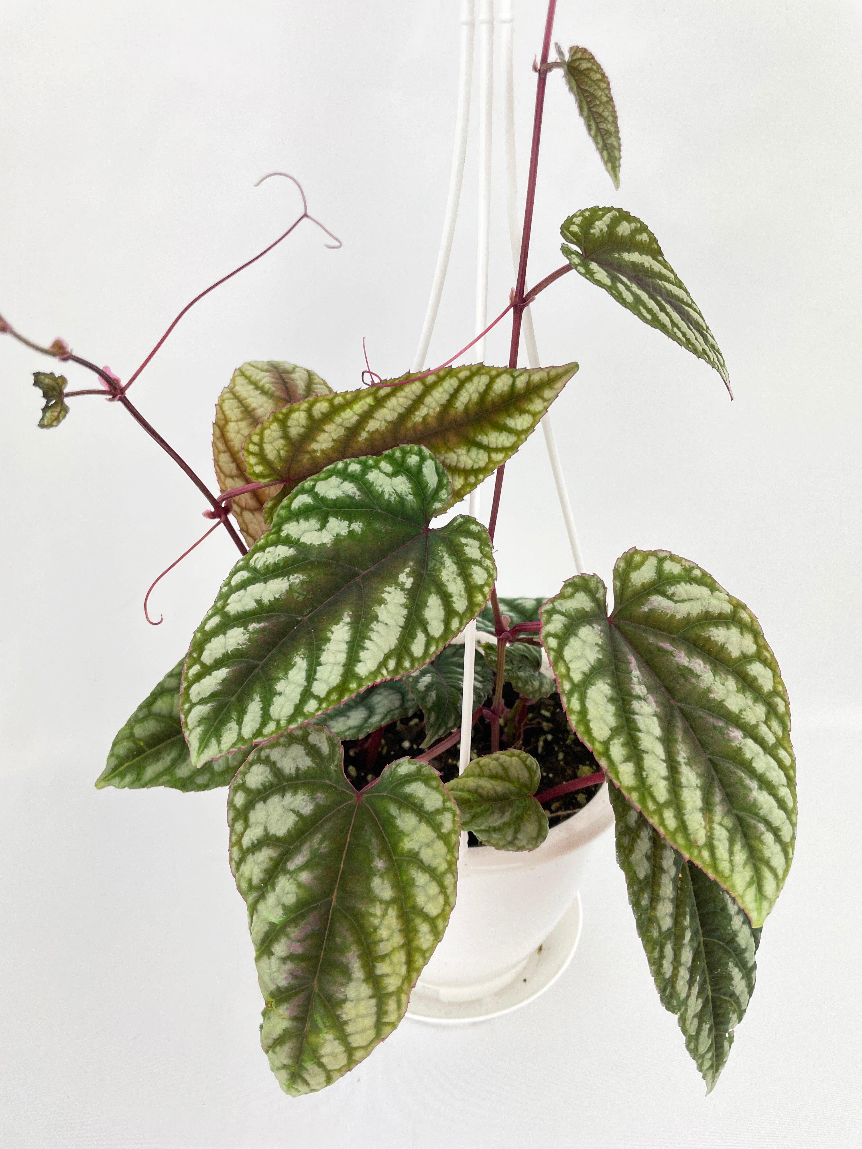 Cissus Discolor - Bumble Plants