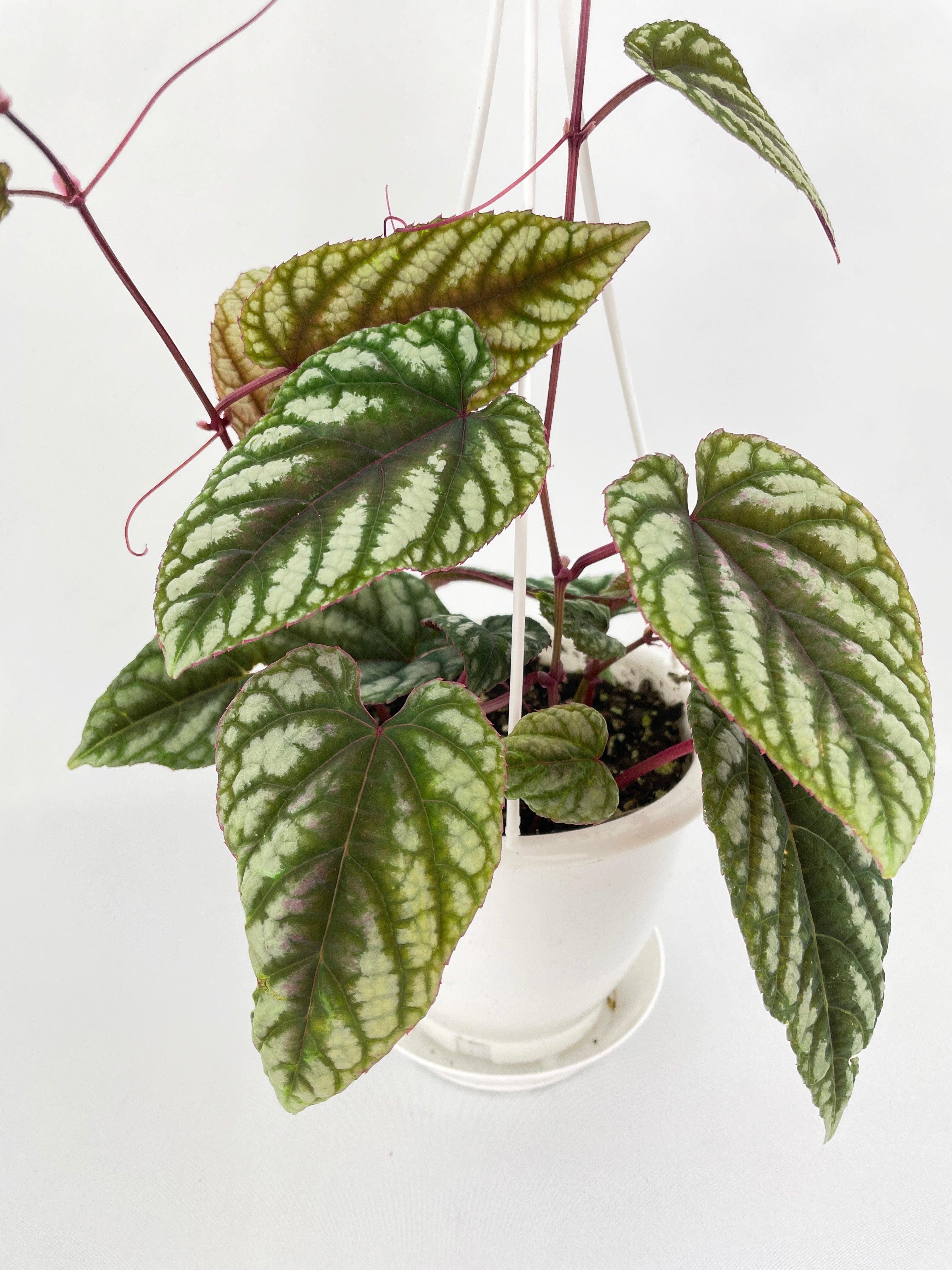 Cissus Discolor - Bumble Plants