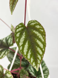 Cissus Discolor - Bumble Plants