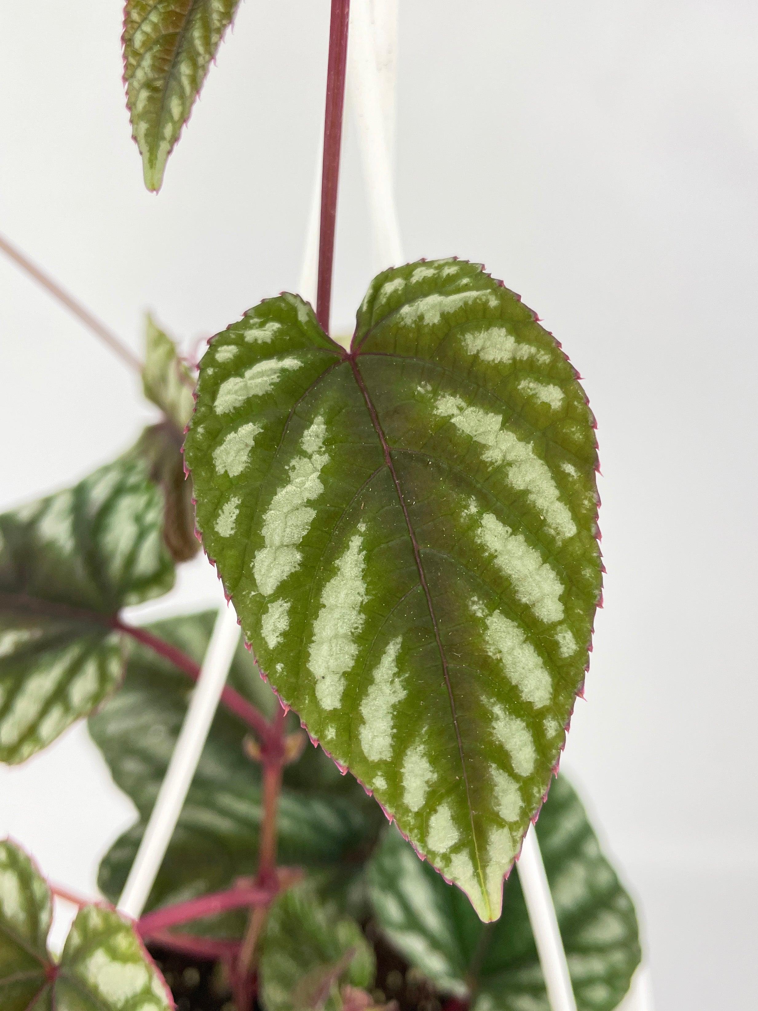 Cissus Discolor - Bumble Plants