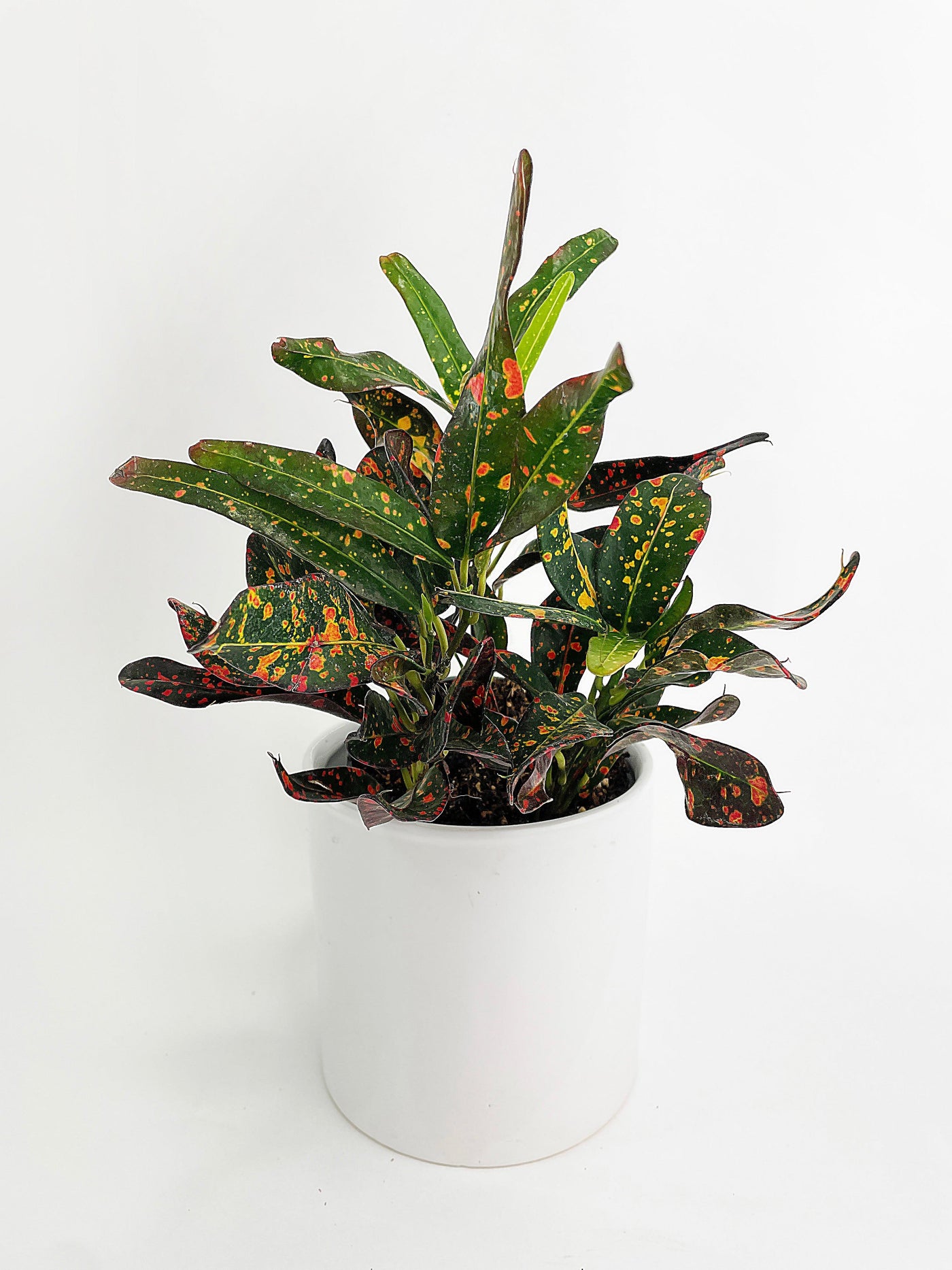 codiaeum indoor plant Codiaeum Variegatum 'Red Spot' Croton