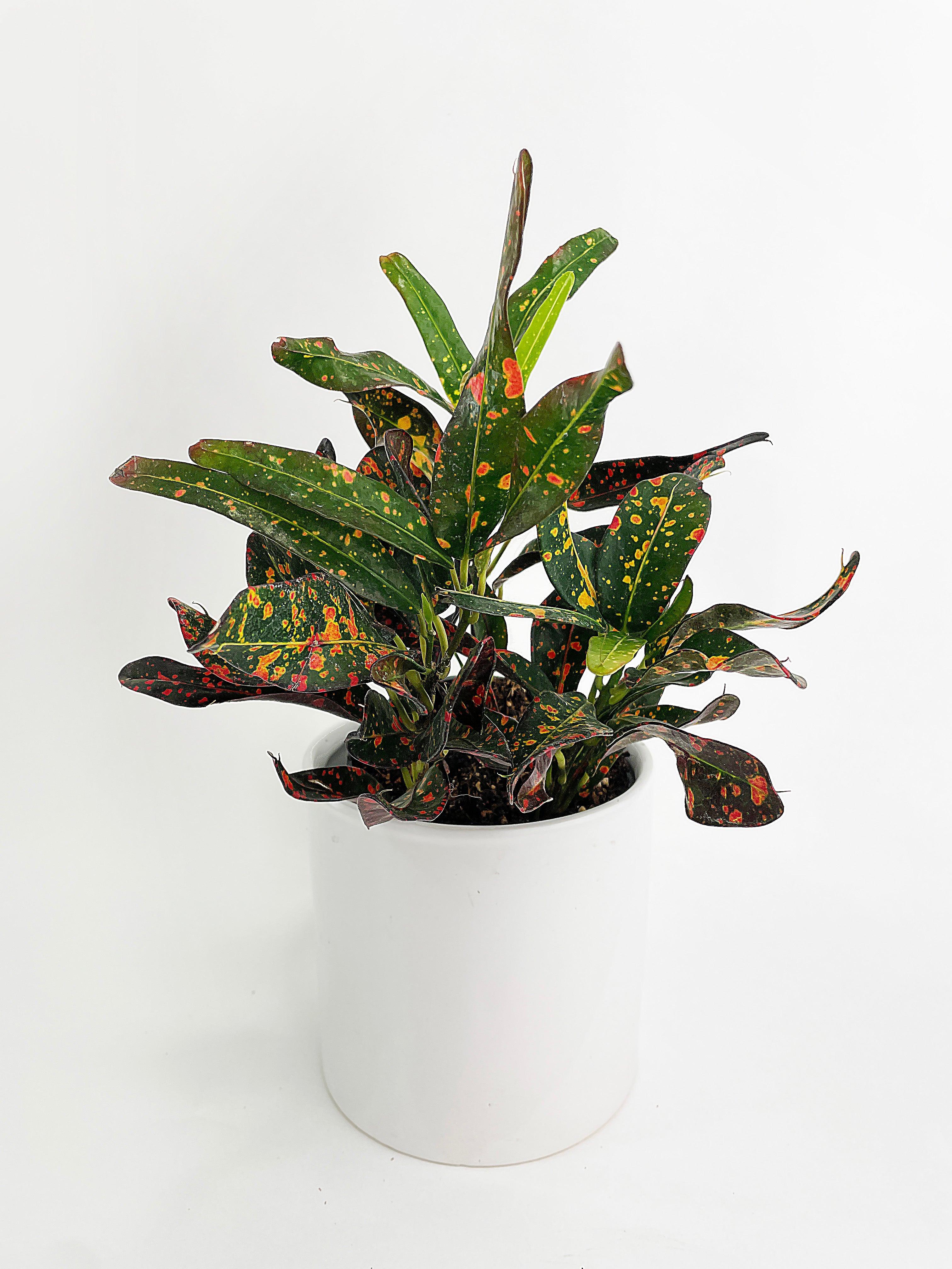 house plant croton Codiaeum Variegatum 'Red Spot' Croton