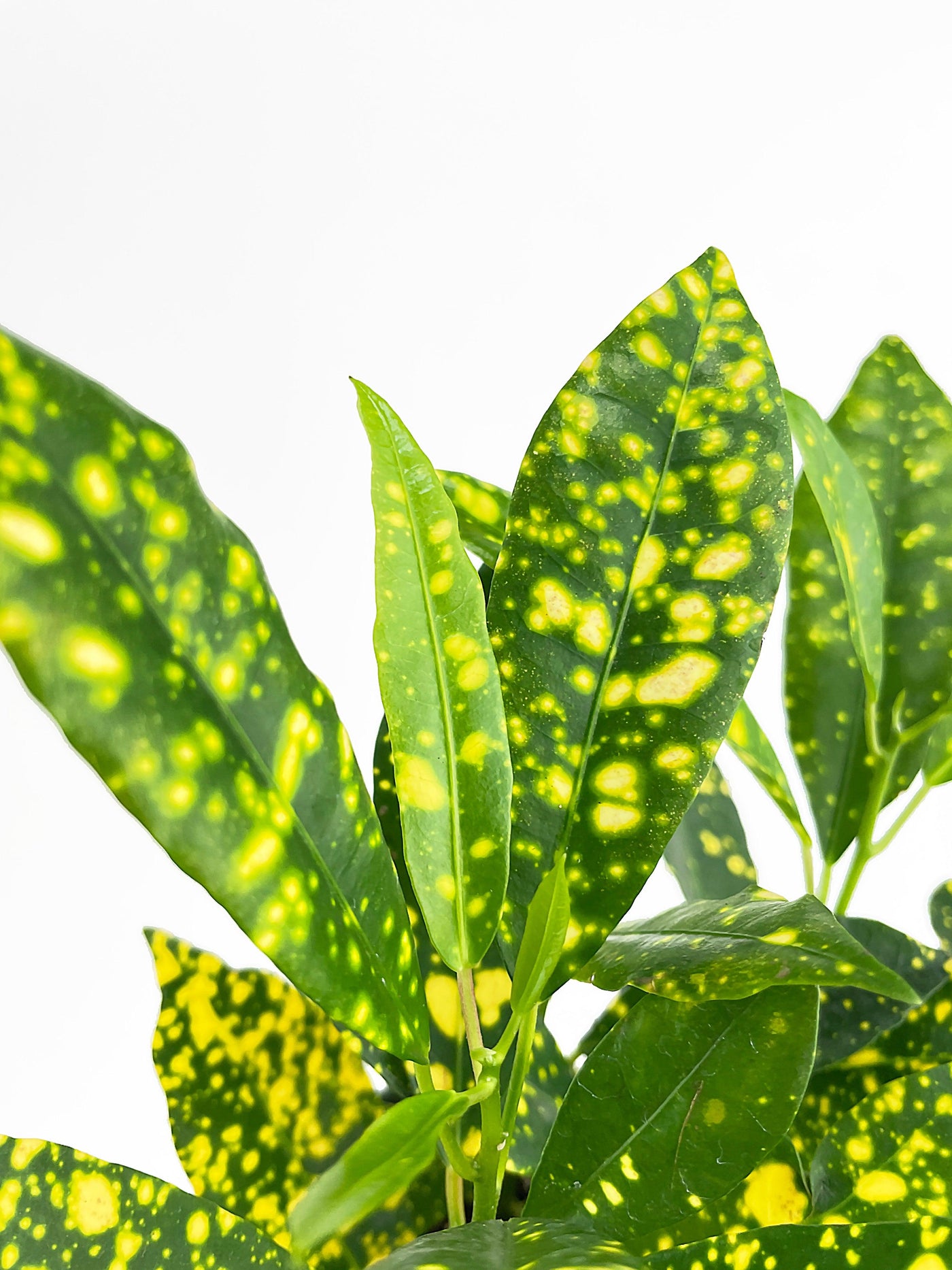 Codiaeum 'Gold Star Dust' Croton - Bumble Plants