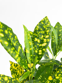 Codiaeum 'Gold Star Dust' Croton - Bumble Plants