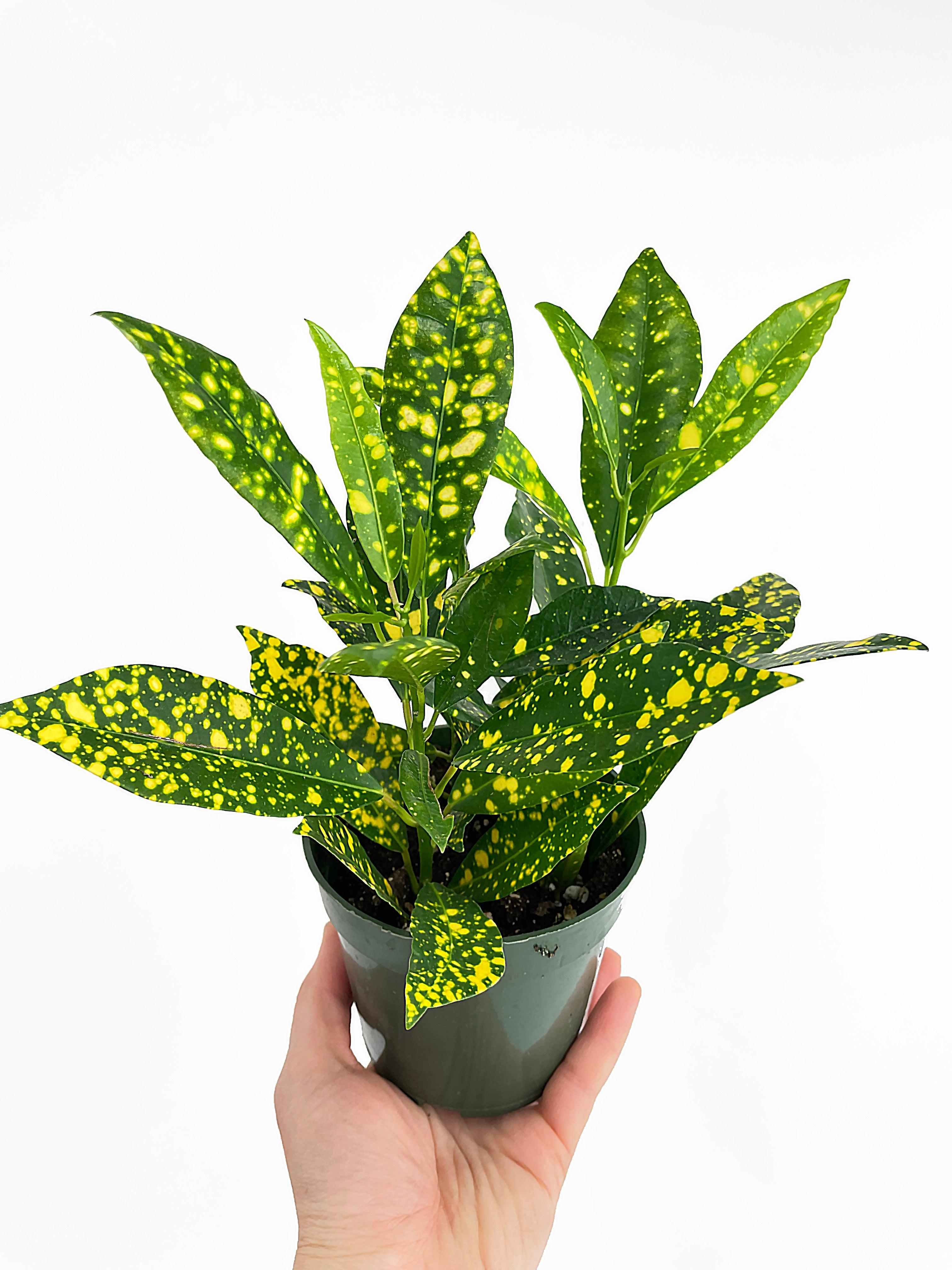 Codiaeum 'Gold Star Dust' Croton - Bumble Plants