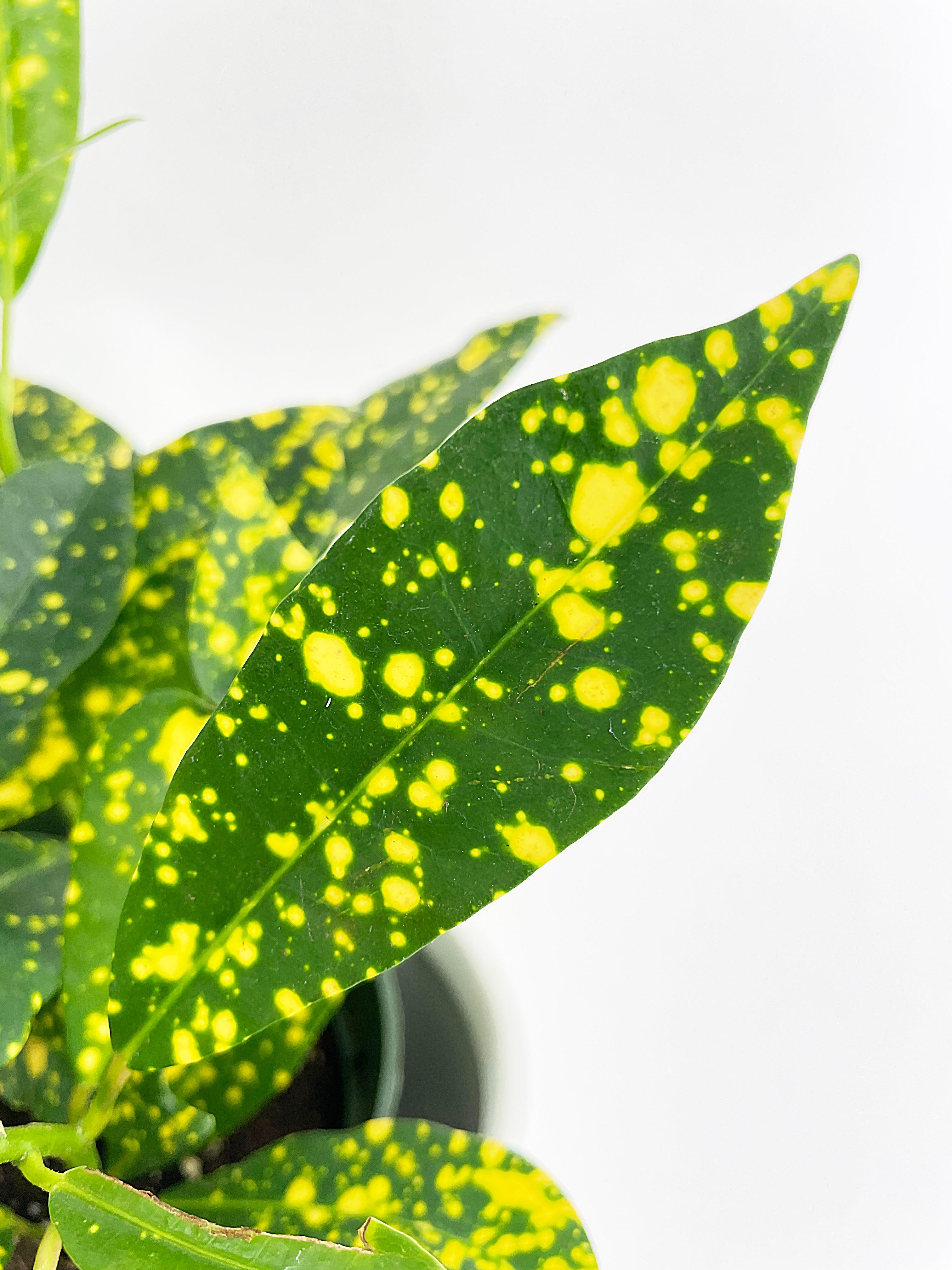 Codiaeum 'Gold Star Dust' Croton - Bumble Plants