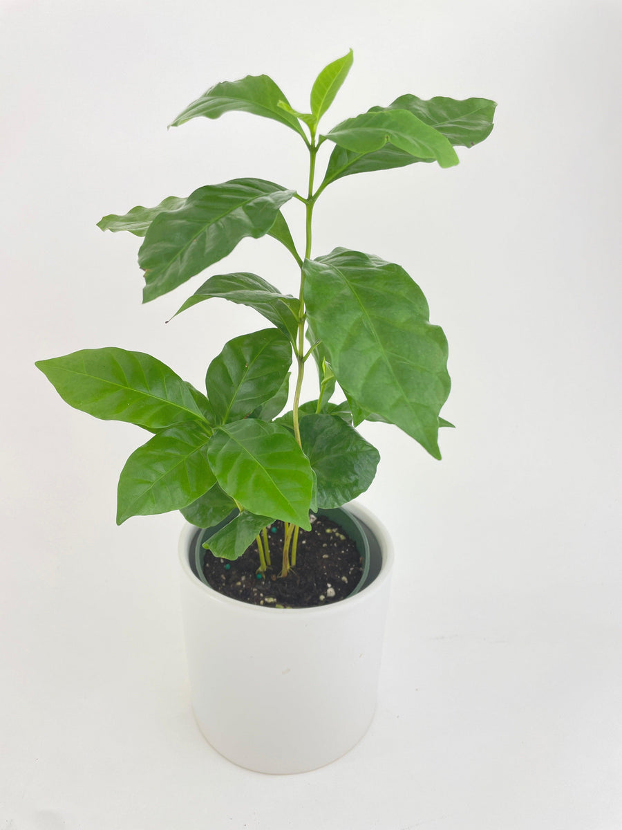 Arabica Coffee Plant 