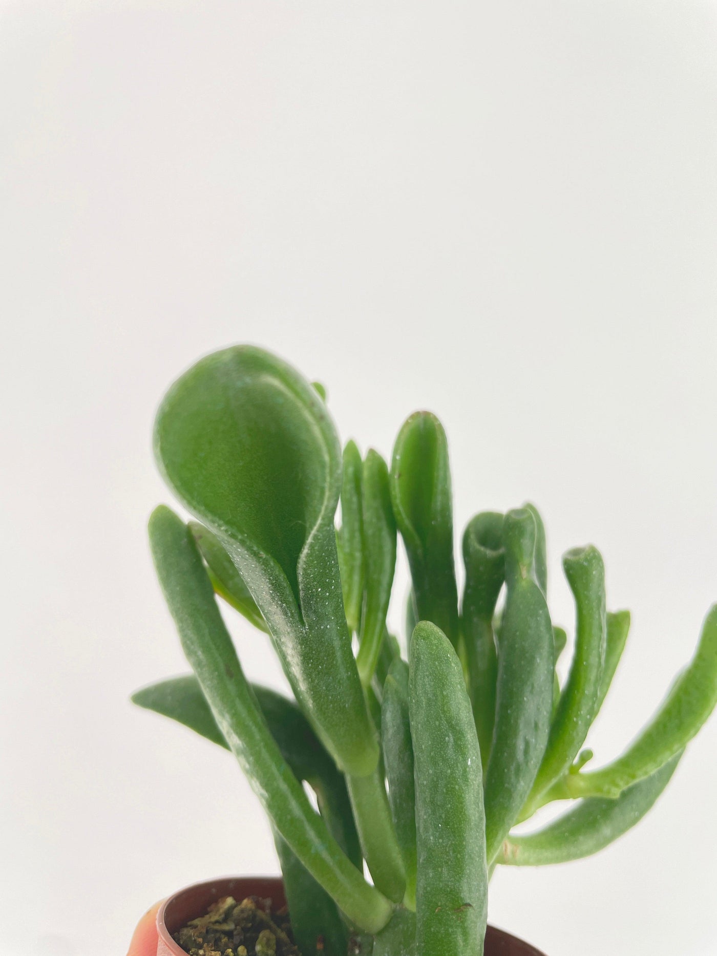 Crassula Gollum Hobbit Jade Succulent - Bumble Plants