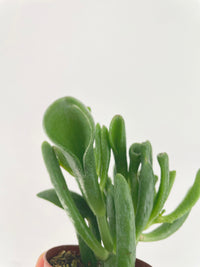 Crassula Gollum Hobbit Jade Succulent - Bumble Plants