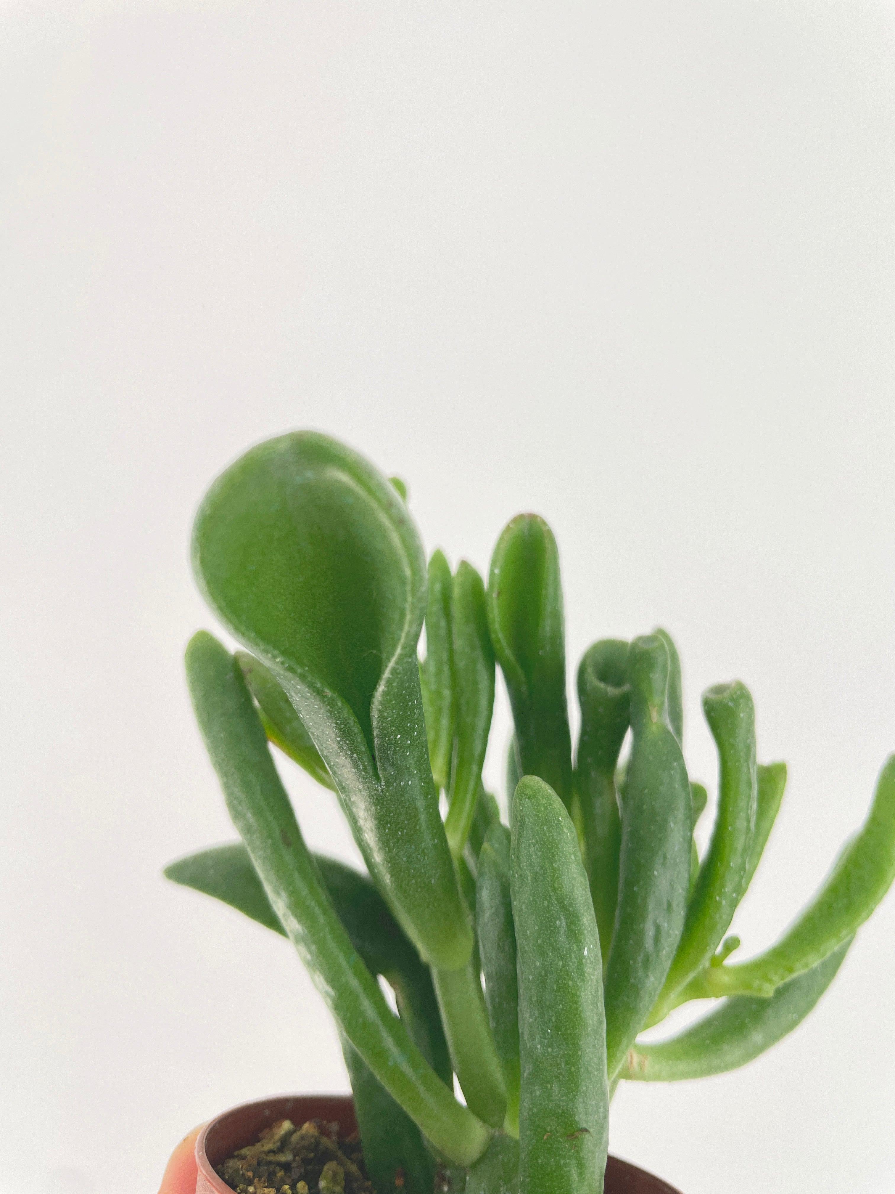 Crassula Gollum Hobbit Jade Succulent - Bumble Plants