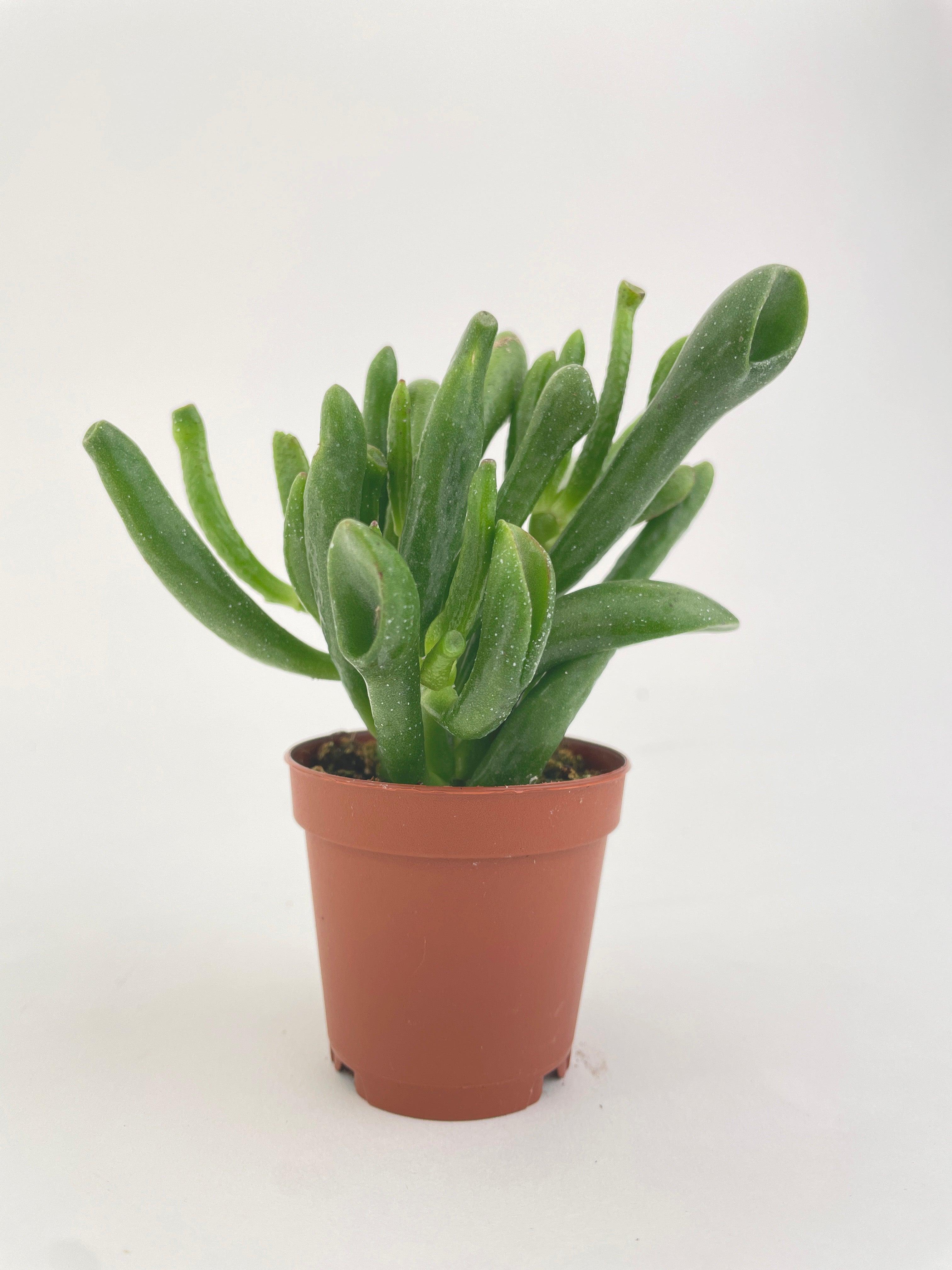 Crassula Gollum Hobbit Jade Succulent - Bumble Plants