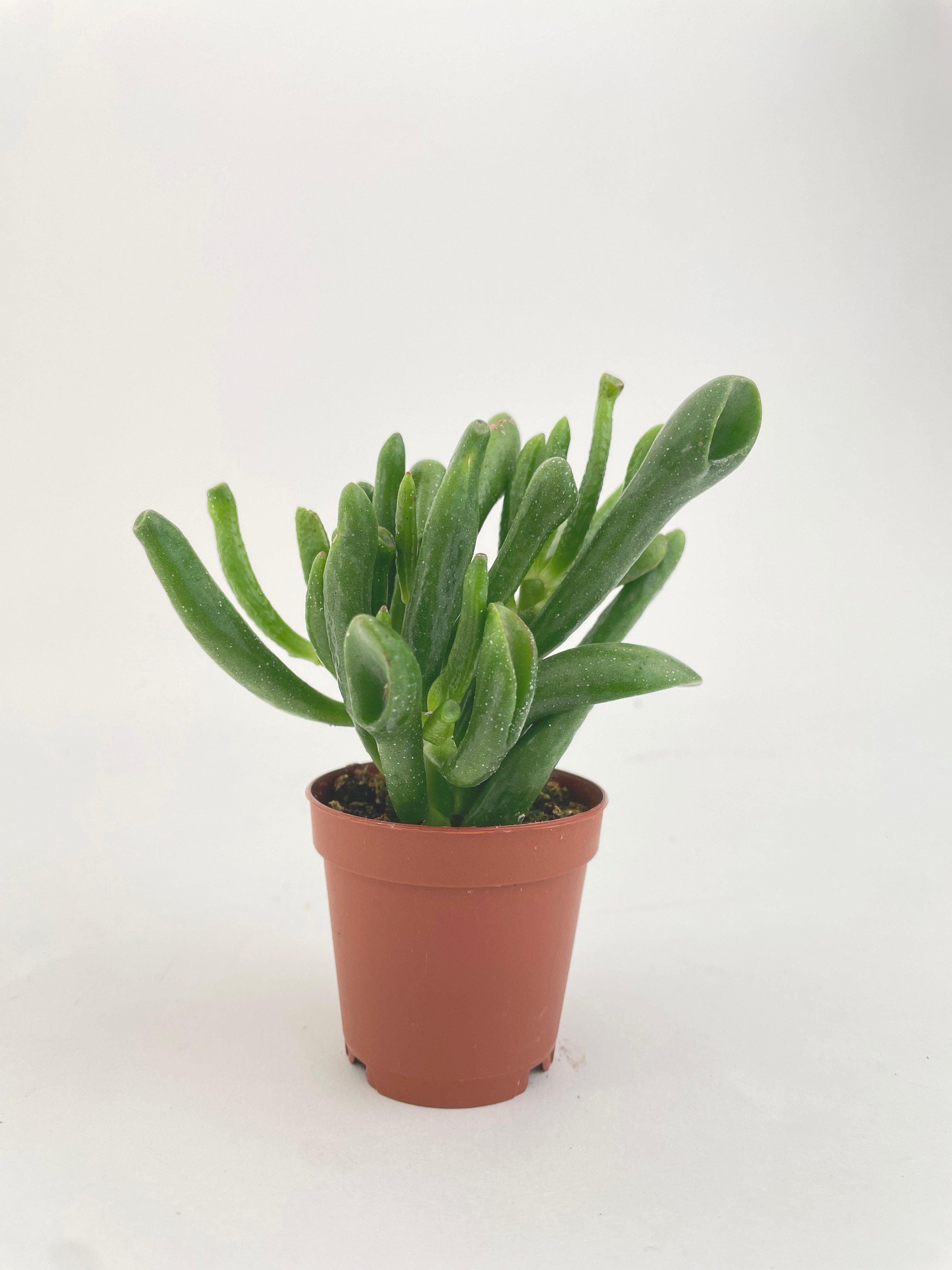 Crassula Gollum Hobbit Jade Succulent - Bumble Plants
