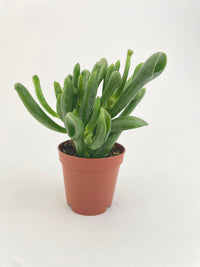 Crassula Gollum Hobbit Jade Succulent - Bumble Plants