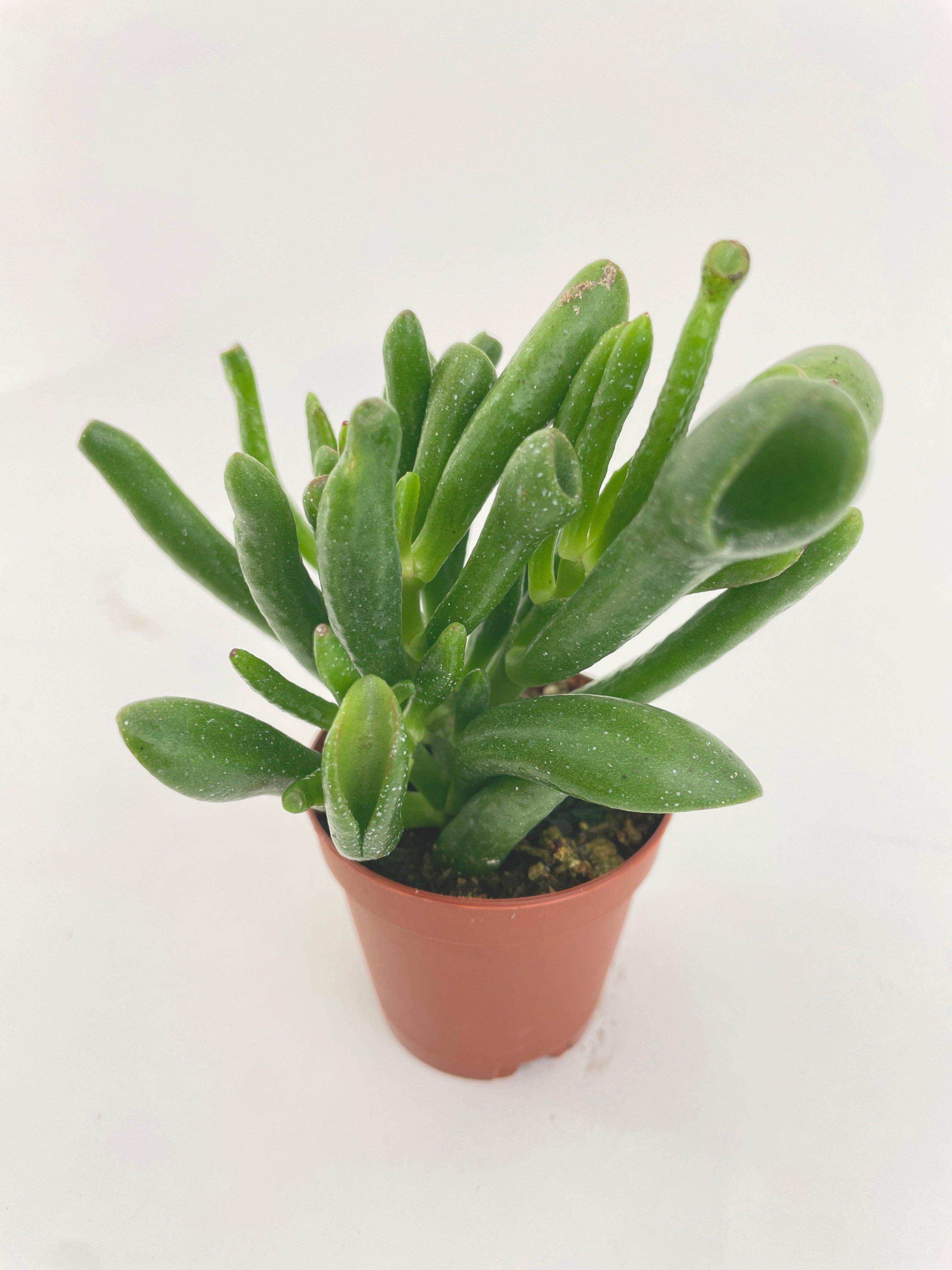Crassula Gollum Hobbit Jade Succulent - Bumble Plants
