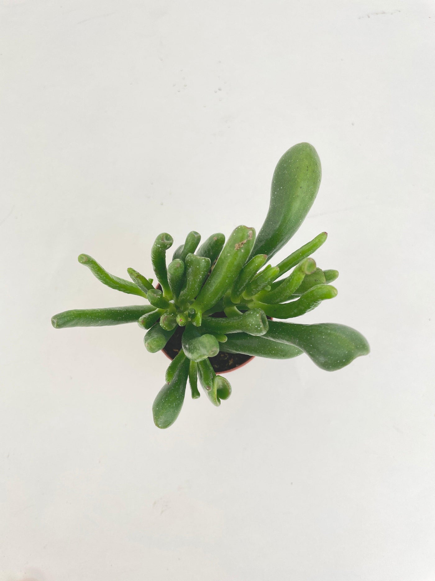 Crassula Gollum Hobbit Jade Succulent - Bumble Plants