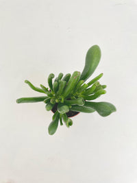 Crassula Gollum Hobbit Jade Succulent - Bumble Plants