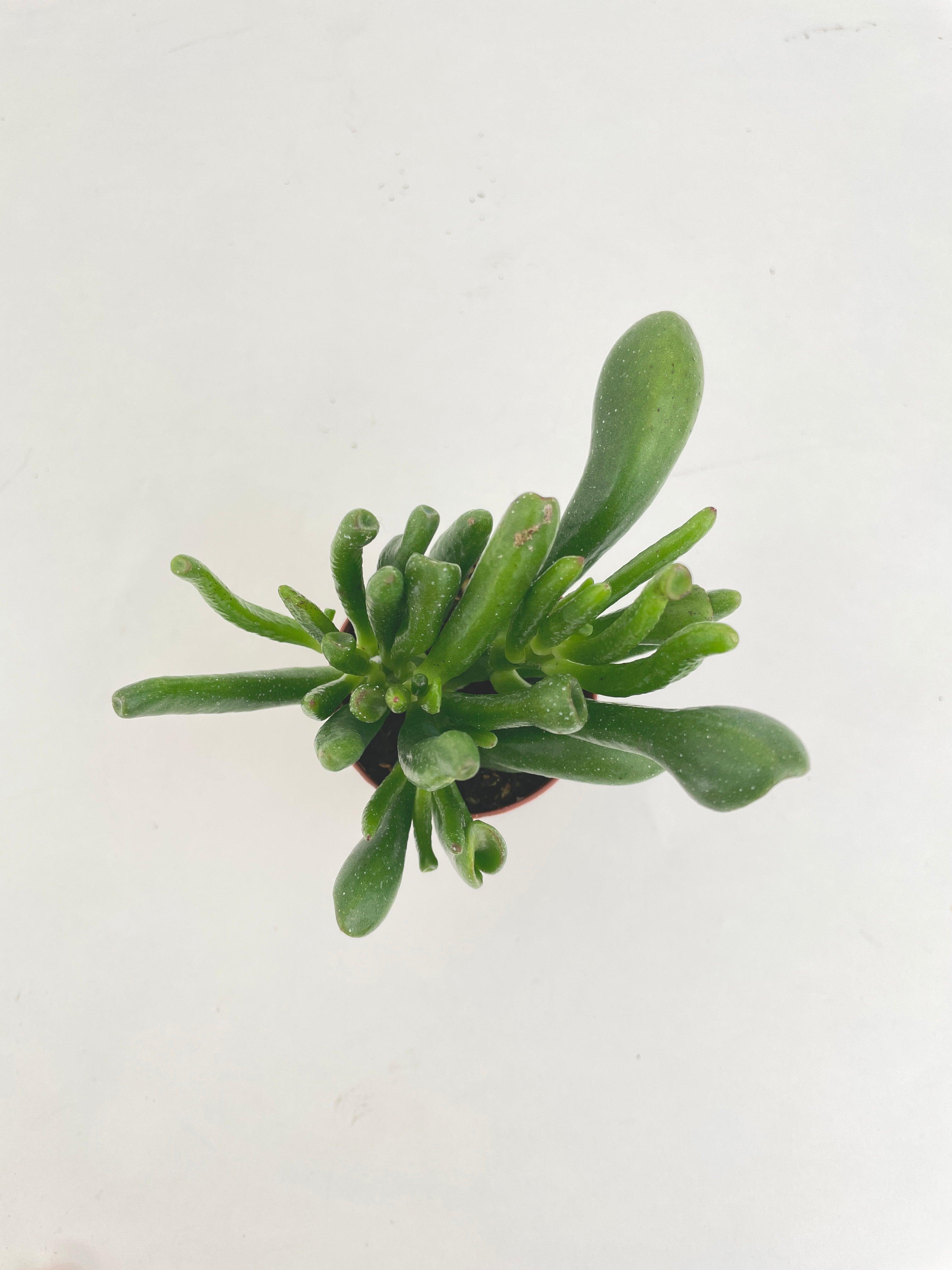 Crassula Gollum Hobbit Jade Succulent - Bumble Plants