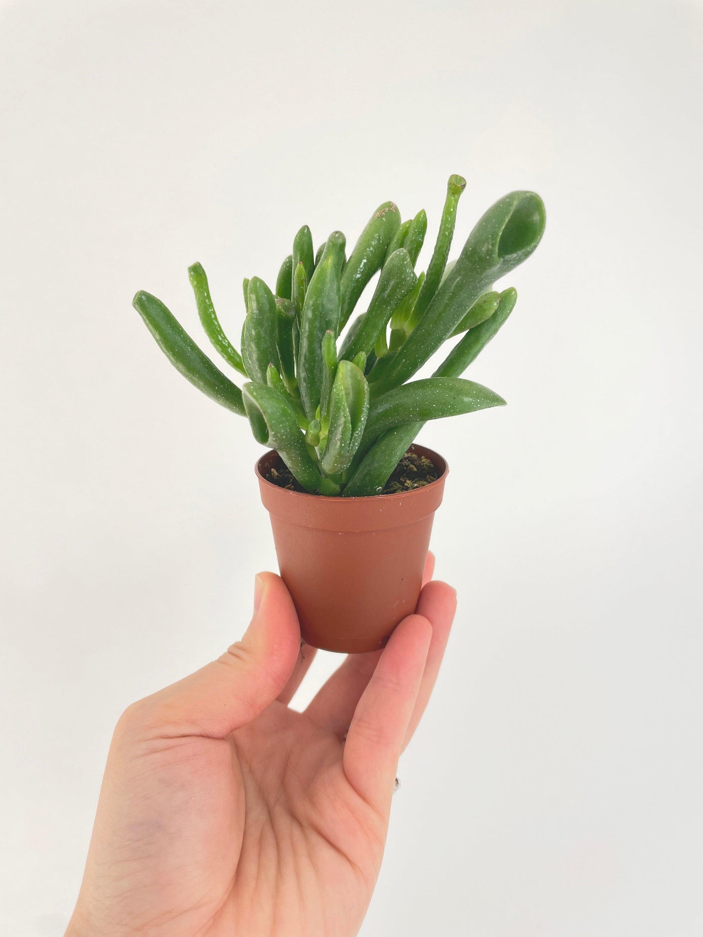 Crassula Gollum Hobbit Jade Succulent - Bumble Plants