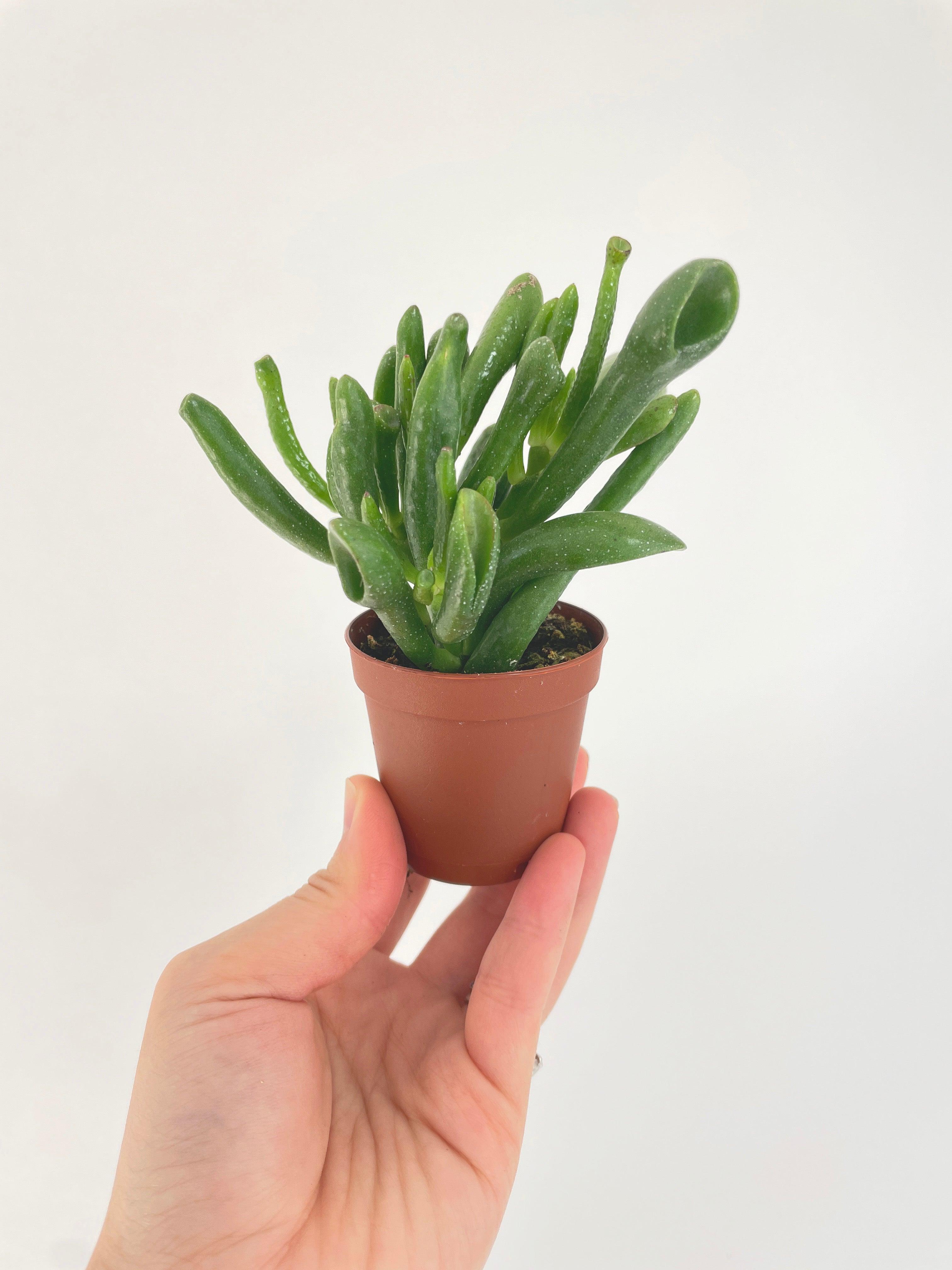 Crassula Gollum Hobbit Jade Succulent - Bumble Plants