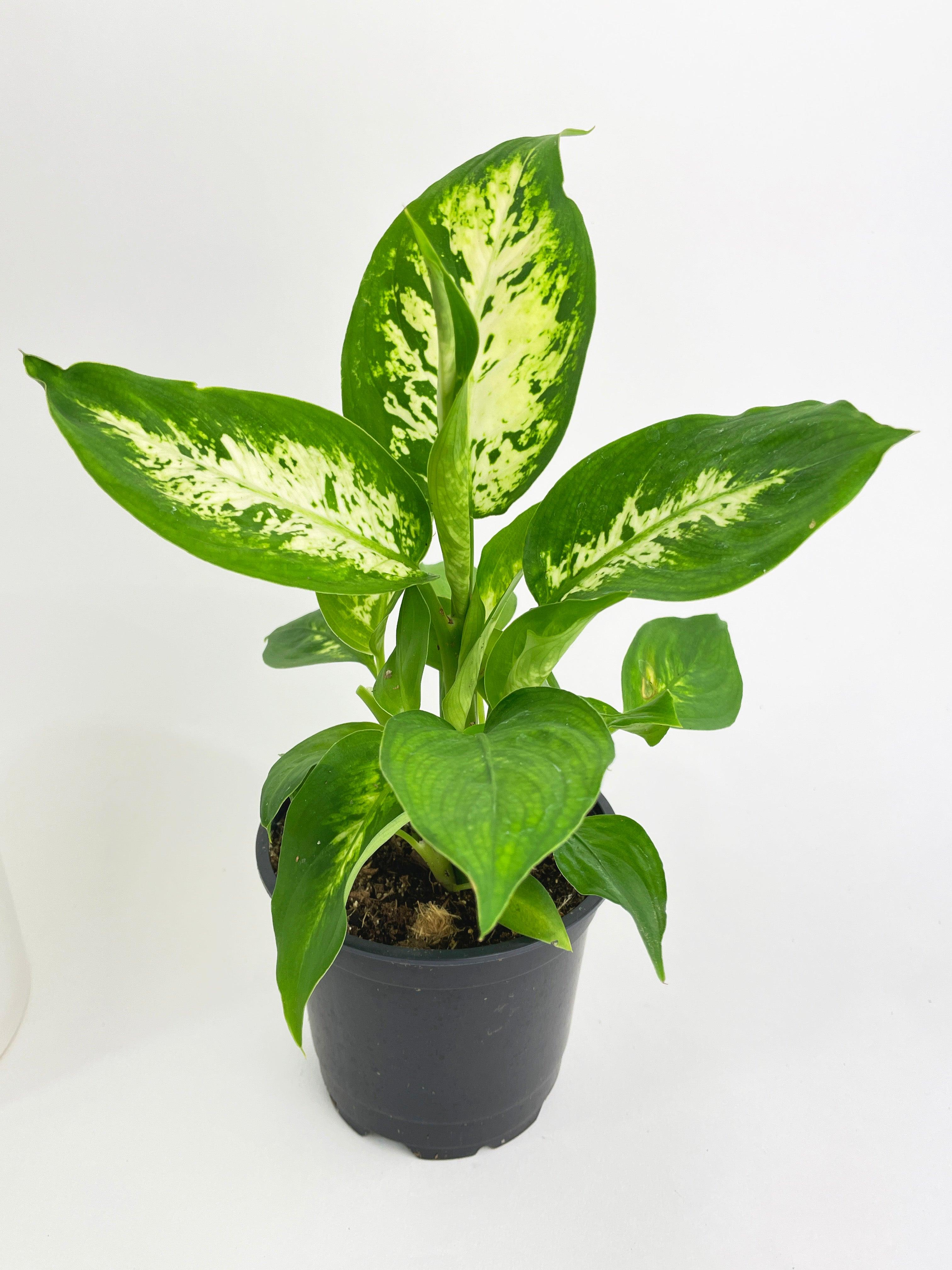 Dieffenbachia Memoria Corsii - Bumble Plants