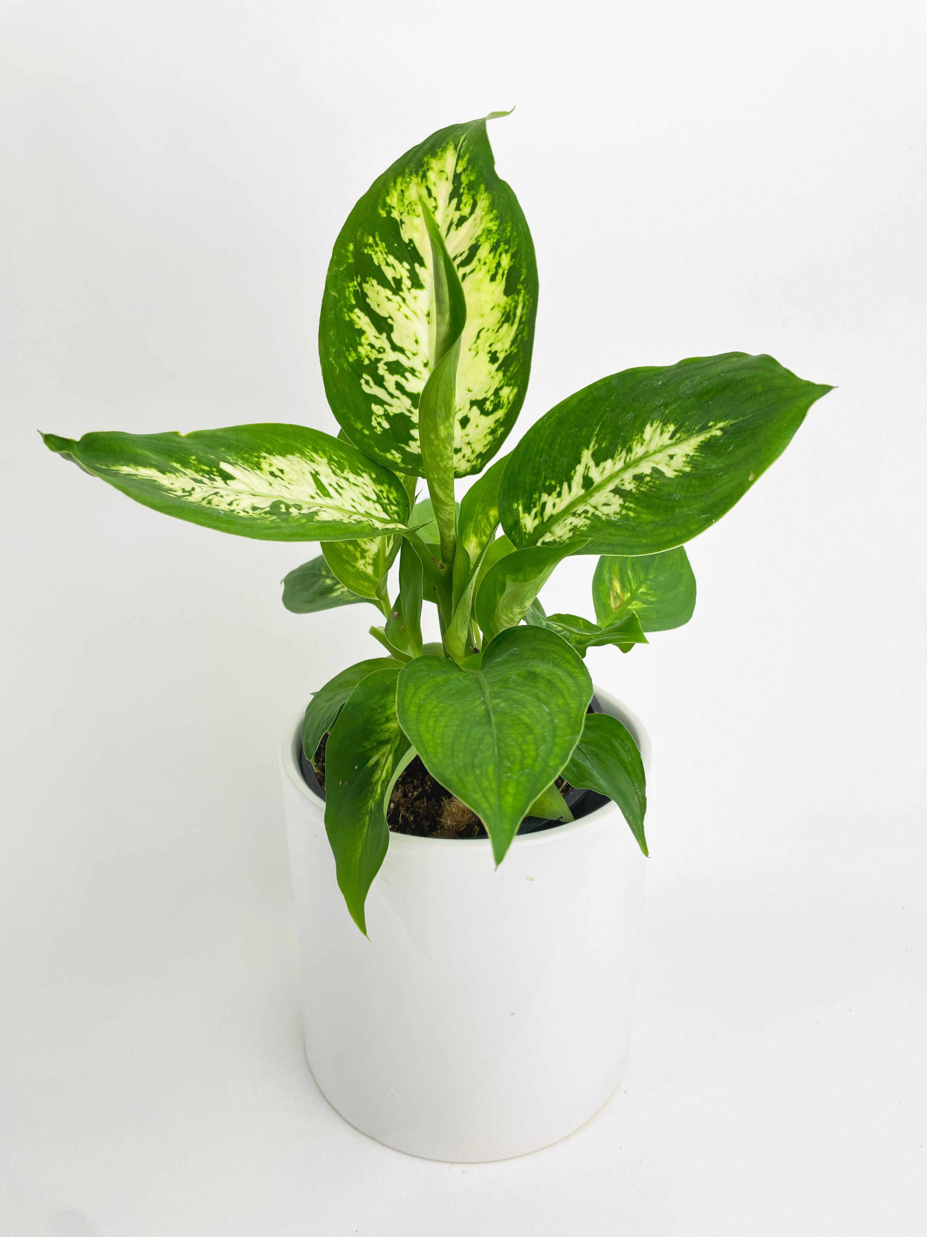 Dieffenbachia Memoria Corsii - Bumble Plants