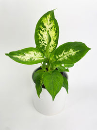Dieffenbachia Memoria Corsii - Bumble Plants