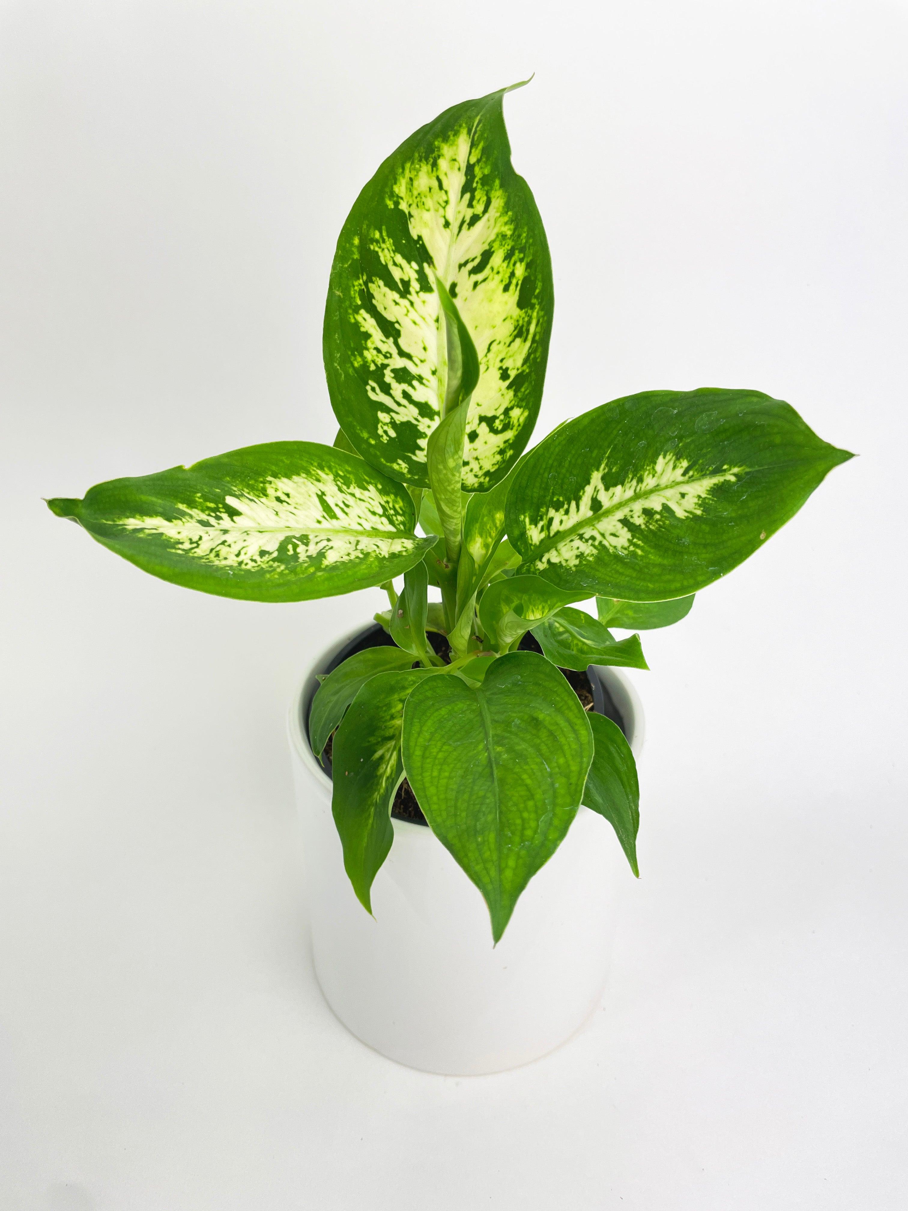 Dieffenbachia Memoria Corsii - Bumble Plants