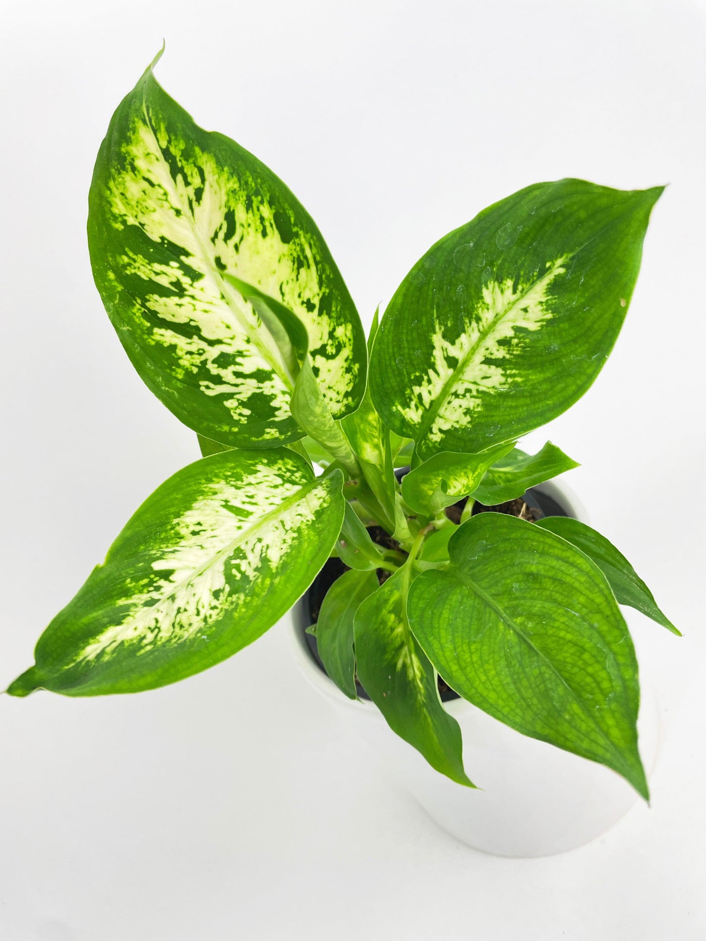 Dieffenbachia Memoria Corsii - Bumble Plants