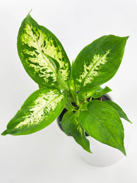 Dieffenbachia Memoria Corsii - Bumble Plants