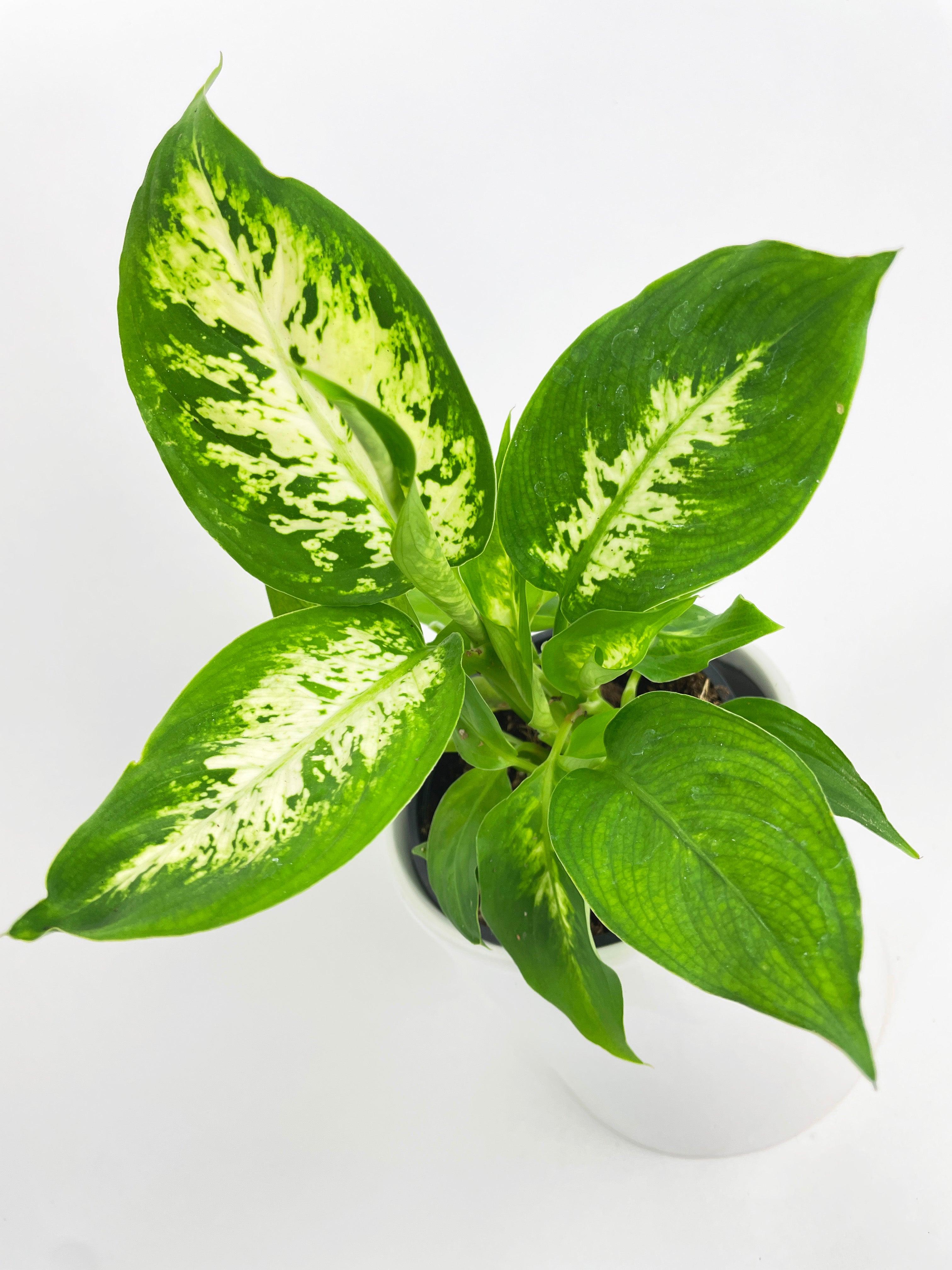 Dieffenbachia Memoria Corsii - Bumble Plants