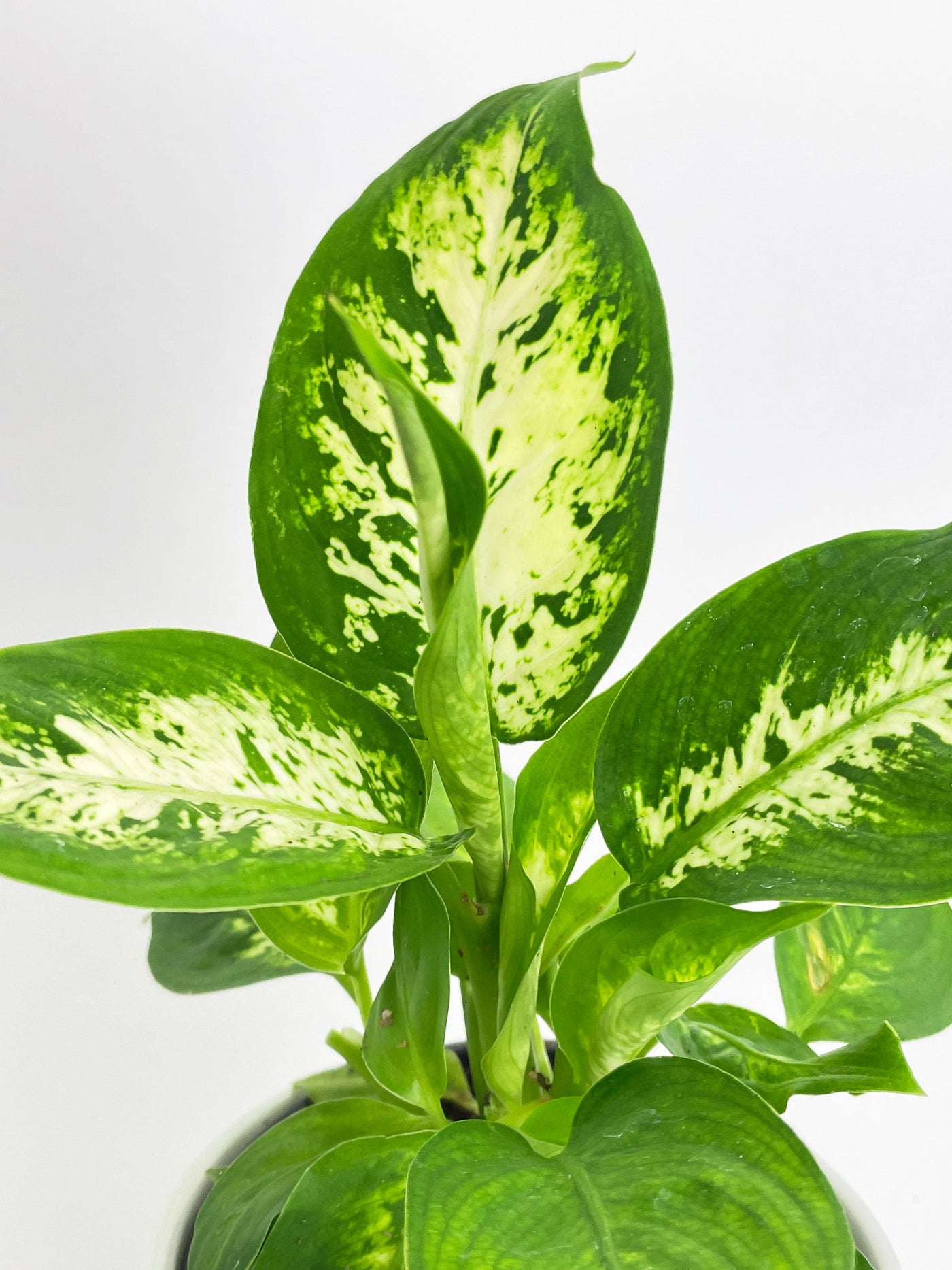Dieffenbachia Memoria Corsii - Bumble Plants