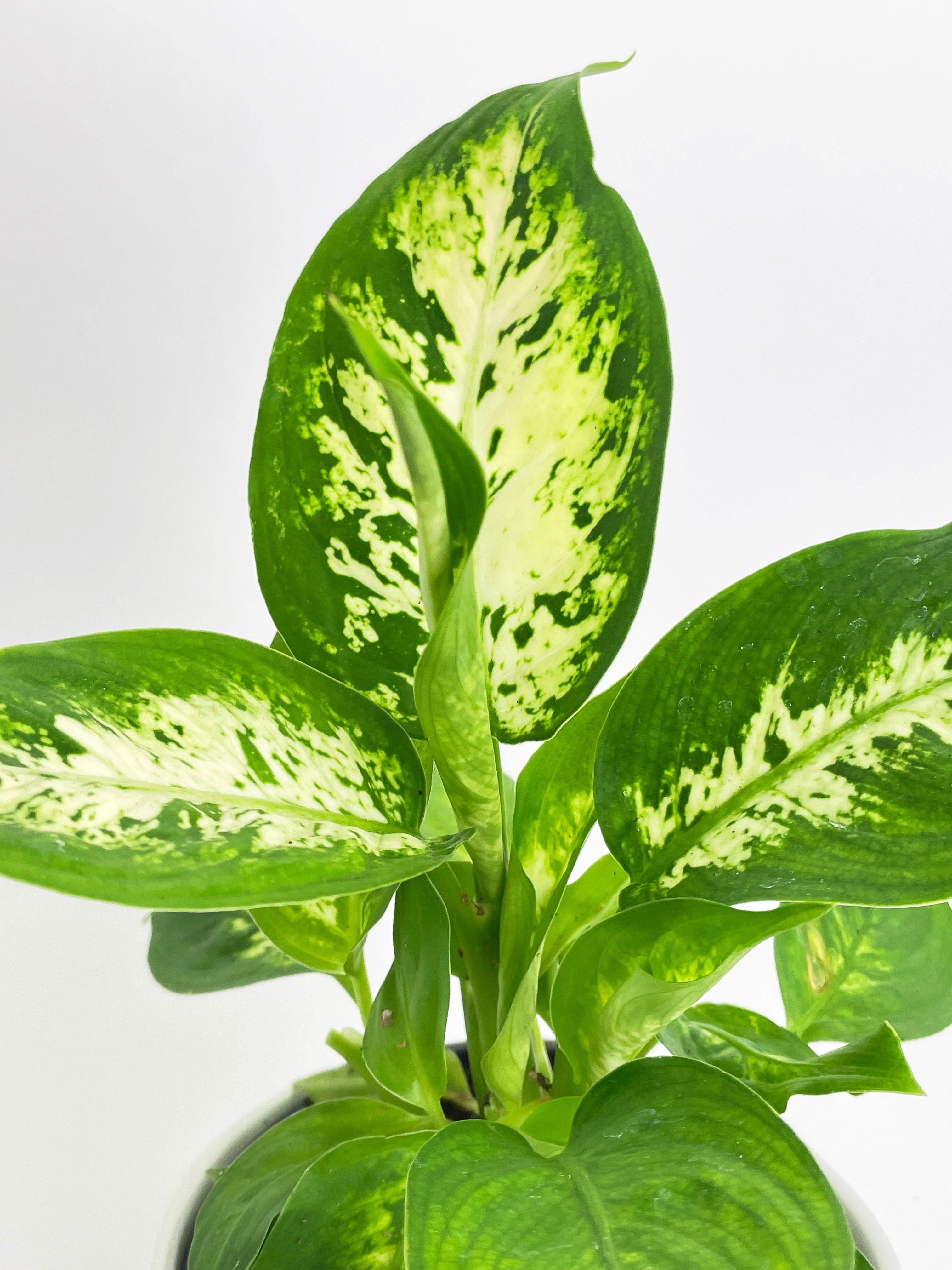 Dieffenbachia Memoria Corsii - Bumble Plants