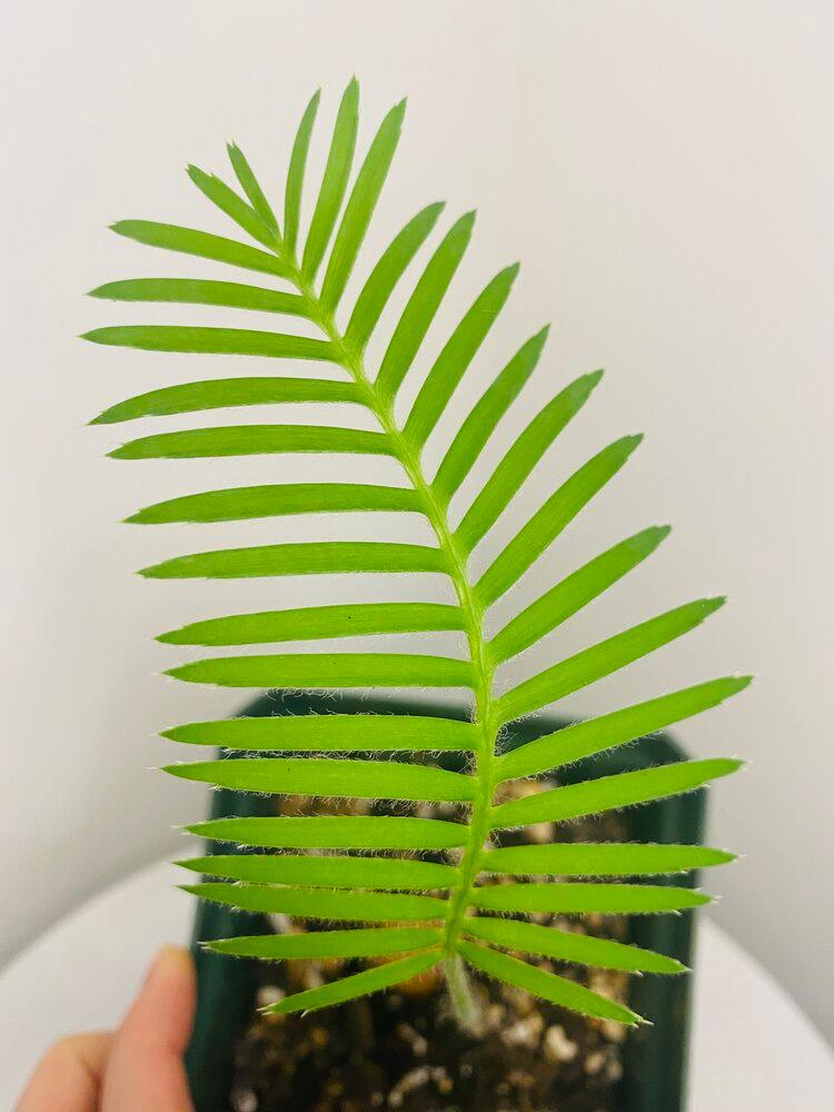 Dioon Edule · Bumble Plants