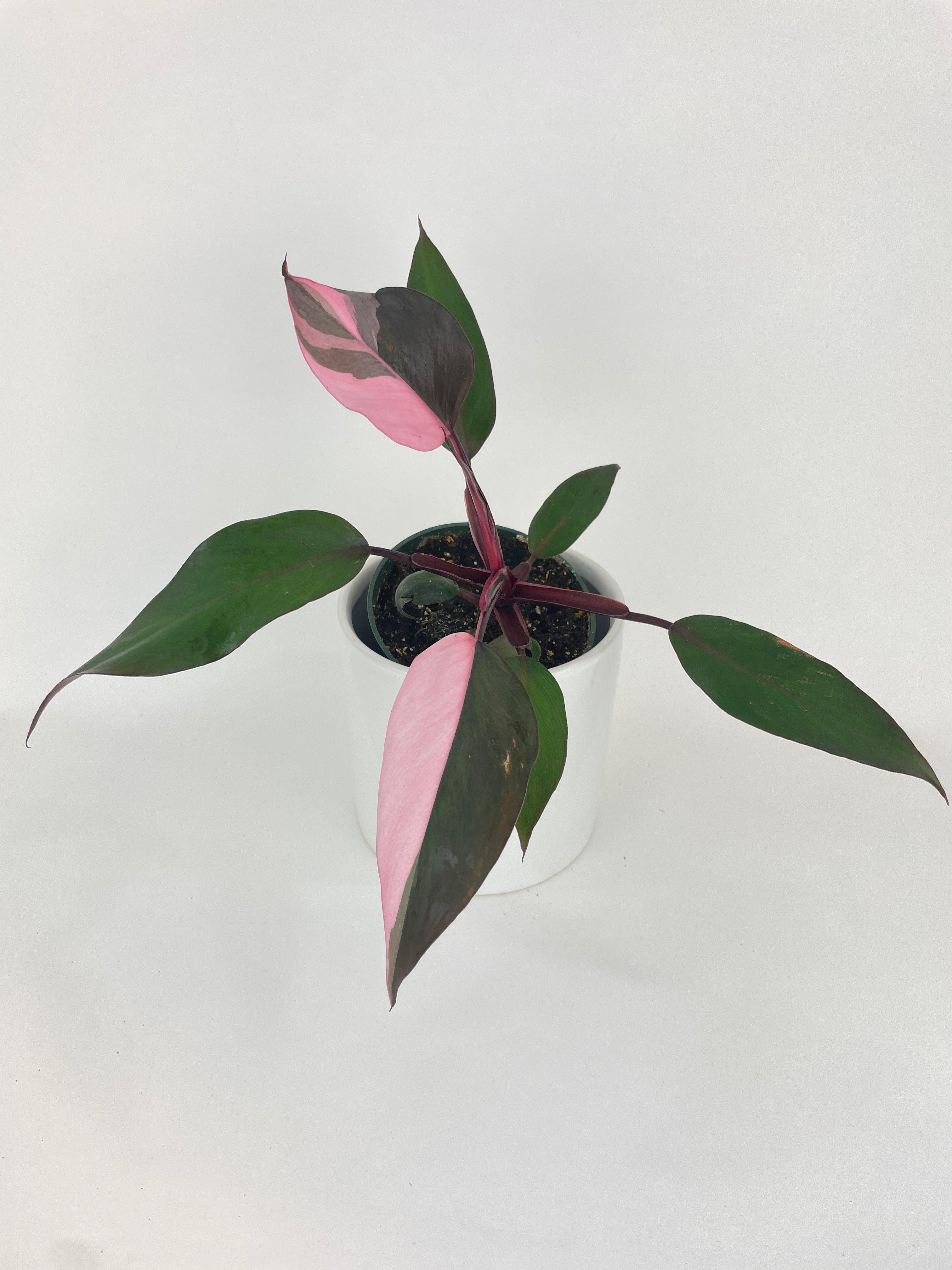 philodendron for sale melbourne Philodendron Pink Princess 4"